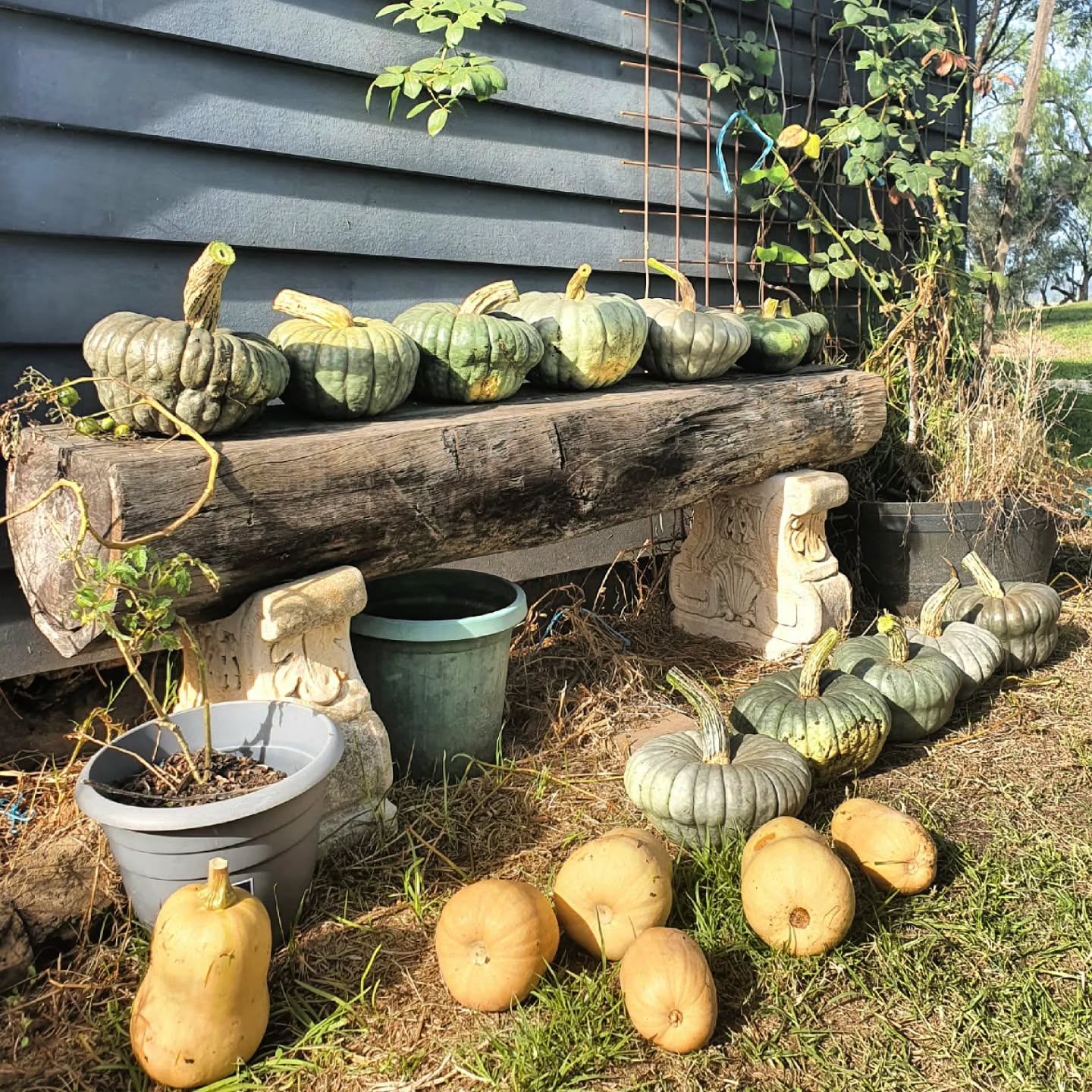 The pumpkin vines are dying back, and we have been curing them in the sun to harden their skin, and prevent rotting. We are slowly bringing them into the house, placing them on dark shelves and hidden spaces. They give such a cosy vibe, and a small sense of achievement 🥰
.
.
#farmtotable #olivefarm #pumpkins