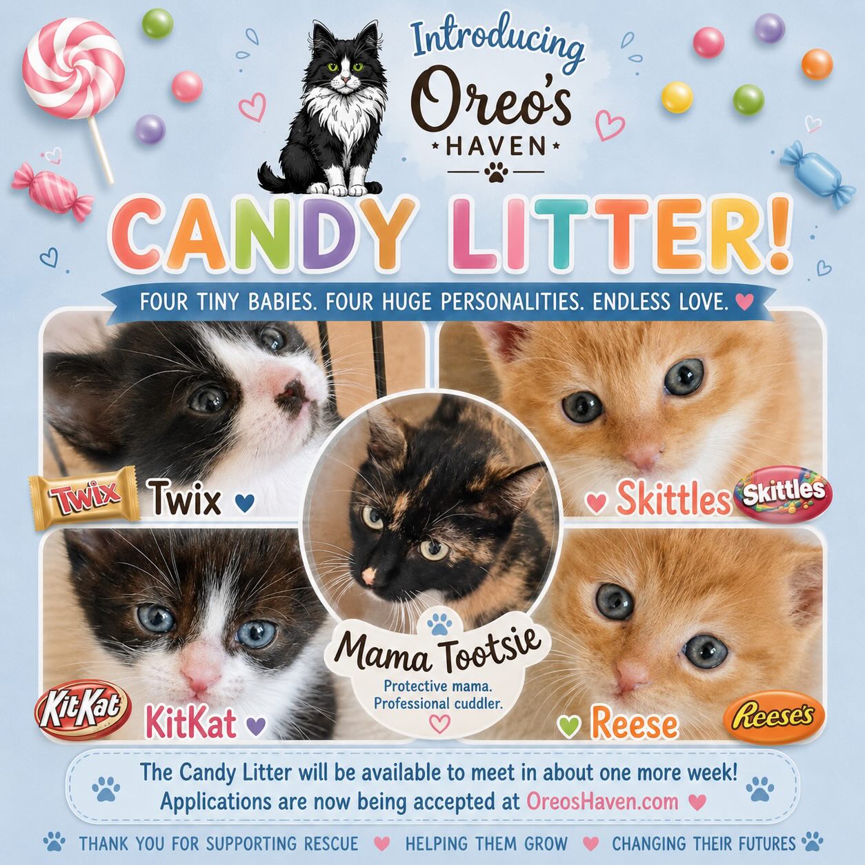 🍬🩵 Sweetness overload incoming! Meet Oreo’s Haven’s Candy Litter — Twix, Skittles, KitKat, Reese, and their beautiful mama, Tootsie!
These tiny babies are growing stronger every day and will be available to meet in about one more week. Applications are now being accepted at OreosHaven.com 🐾
Thank you for helping us save lives one purr at a time.