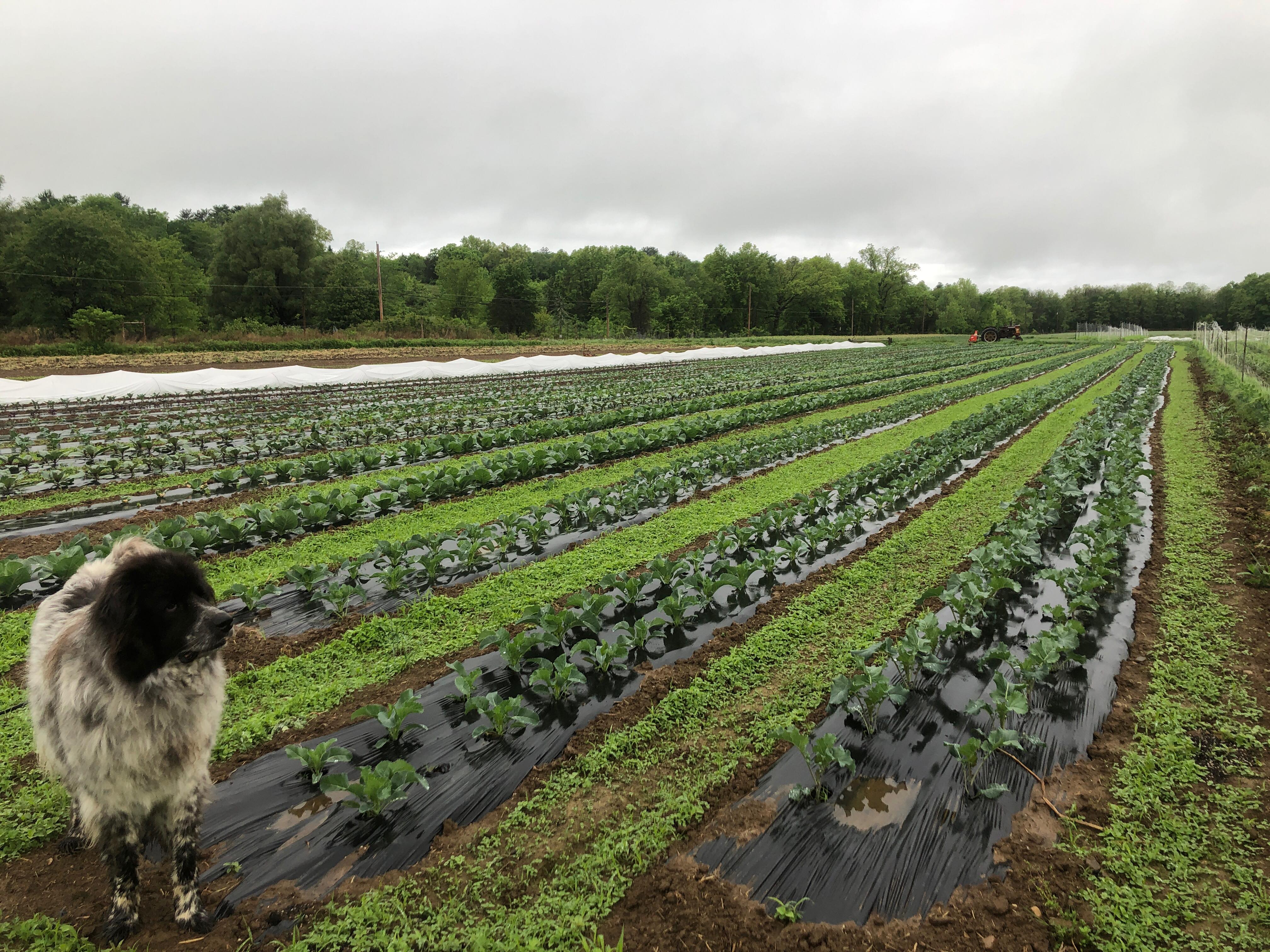 Broccoli, cabbage, cauliflower, kale, and Cubby!
