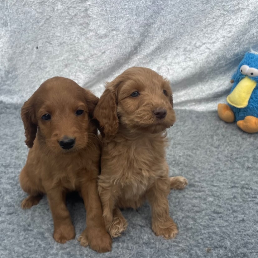 I helgen blir det mulig å hilse på disse nydelige etter Lina og Lolli🐶🌸☀️
Ta turen innom oss på åpent hus, og bli kjent med oss og noen av våre hunder!🐾
Åpent hus er både lørdag, og søndag - klokken 12 til 14.
Alle er velkomne, både store og små🫶
Ingen påmelding i forkant!
Vi kommer også til å ha noen fler valper ute, samt noen av de voksne hundene våre! 🐕
Satser på nydelig vær!🌞
Vi gleder oss til å se dere!😊
#kennelnor #cobberdogsofinstagram