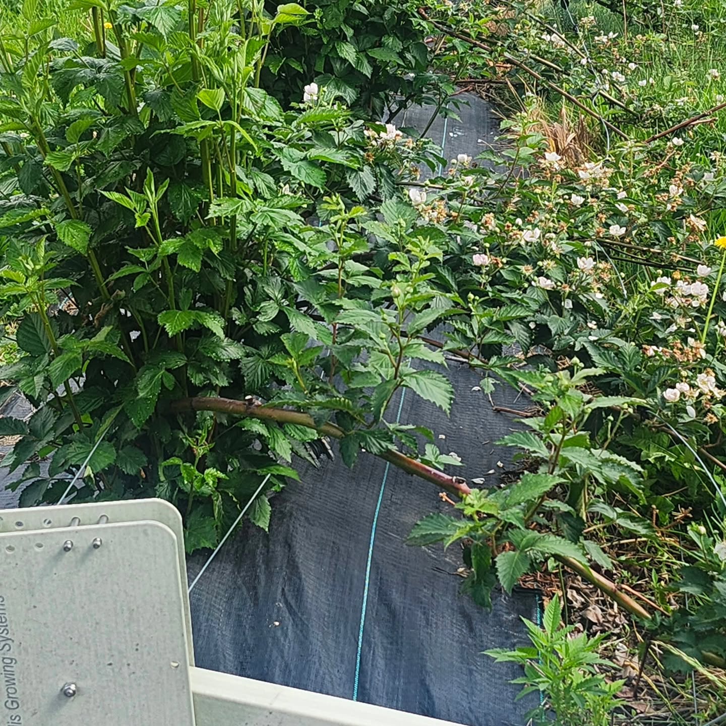 We have moved the blackberries trellis to upright from a table top position. The trellis is at tabletop position to allow the blooms to reach towards the sky - then they will be on 1 side of the upright trellis to make picking easier.