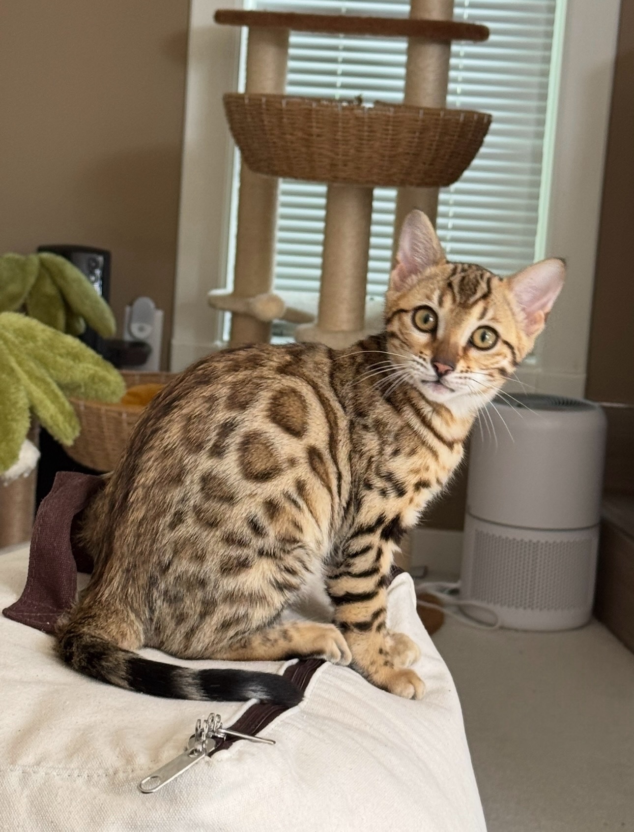 Swipe to see Jade’s wildest look 🐆 and see her roar… or yawn 🐱 #empawriumbengals #catsofinstagram #bengalkitten #bengalcats #kitten