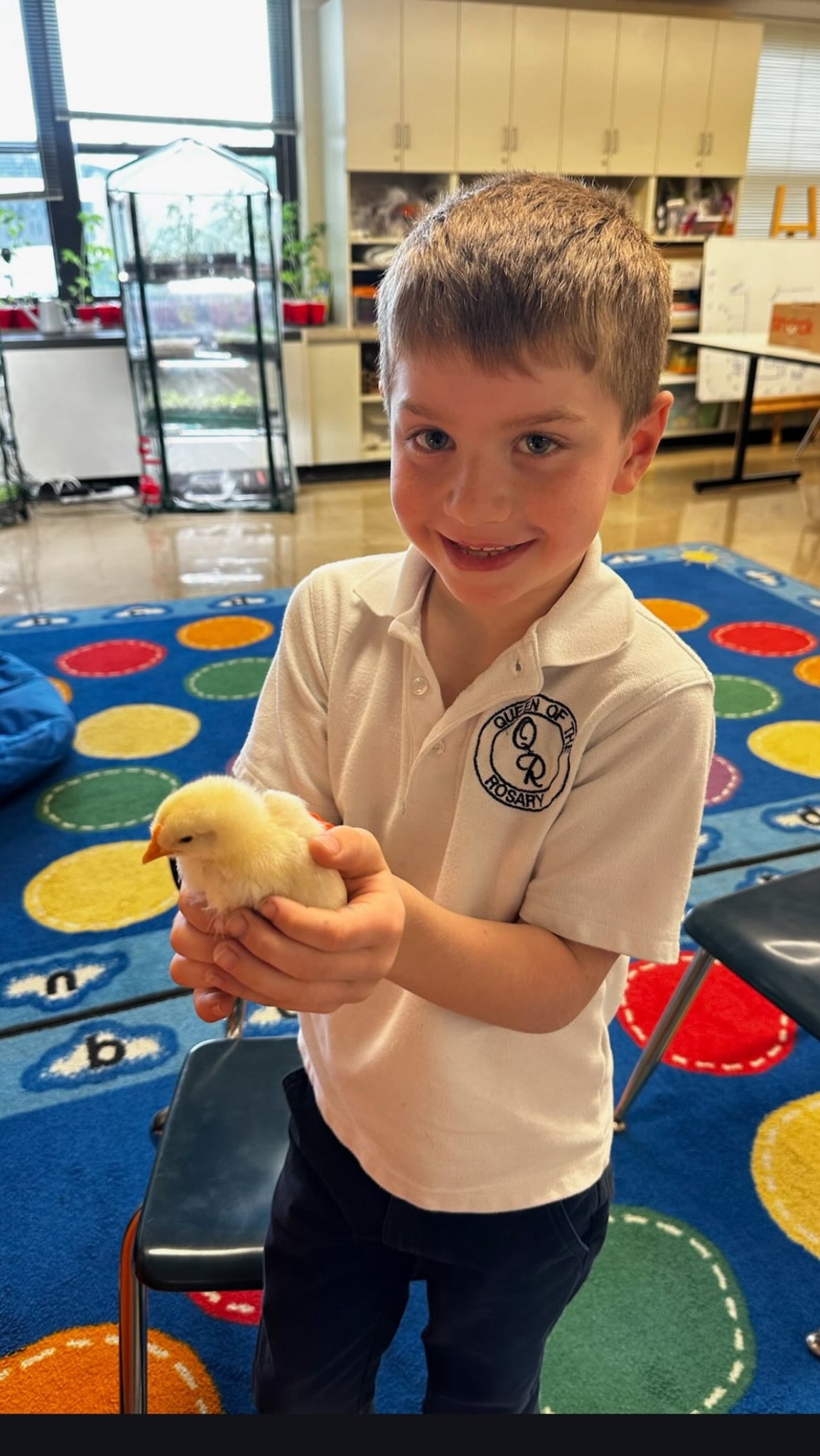 Our 1st graders took such great care of these little chicks from the moment they hatched, and our whole school loved watching them grow along the way. 🐣💛 Now they’re off to a beautiful farm to enjoy their big, happy lives with plenty of room to roam! #chicagocatholicschools #queenoftherosaryschool #pawsup