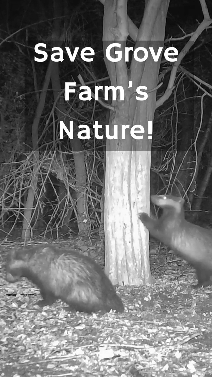 🦡 BADGERS TO BE EVICTED TO MAKE WAY FOR PARK VIEW PLACE DEVELOPMENT
Badgers within Grove Farm's Sites of Importance for Nature Conservation (SINC) have built setts in and around the Park View Place development. If planning approval is granted for the development, the impacts suggested by their consultants will be:
• one sett will be permanently “lost” to allow construction of a tower
• a second sett right next to the boundary will be closed during building.
Possible risks are:
• “killing or injury of badgers”,
• “destruction of sett tunnels” and
• “retreat of the badger clan from the local area”
Badgers and their setts are protected in law under the Protection of Badgers Act 1992. The plan from the developers is to close the setts under licence as part of an exclusion exercise outside the breeding season, monitor that badgers don’t return and then demolish the targeted sett once “vacant”.
Add in brighter lighting from the development, disturbance along Coston Brook as well as the woodland edge and according to the developer’s own reports, there are risks to badgers post construction of:
• reduced breeding,
• being too scared to forage and
• the possible retreat of the local population altogether from the area.
To Grove Farm this a serious, risk to a protected species.
📢 If you care about badgers and Grove Farm Local Nature Reserve, please:
– Comment on the planning application – see link in bio for the process
– Sign our petition – see link in bio
– Share this post so more people can hear of this issue
Nature can’t speak for itself – but we can.
#friendsofgrovefarm #SaveGroveFarmSINC #badger #conservation