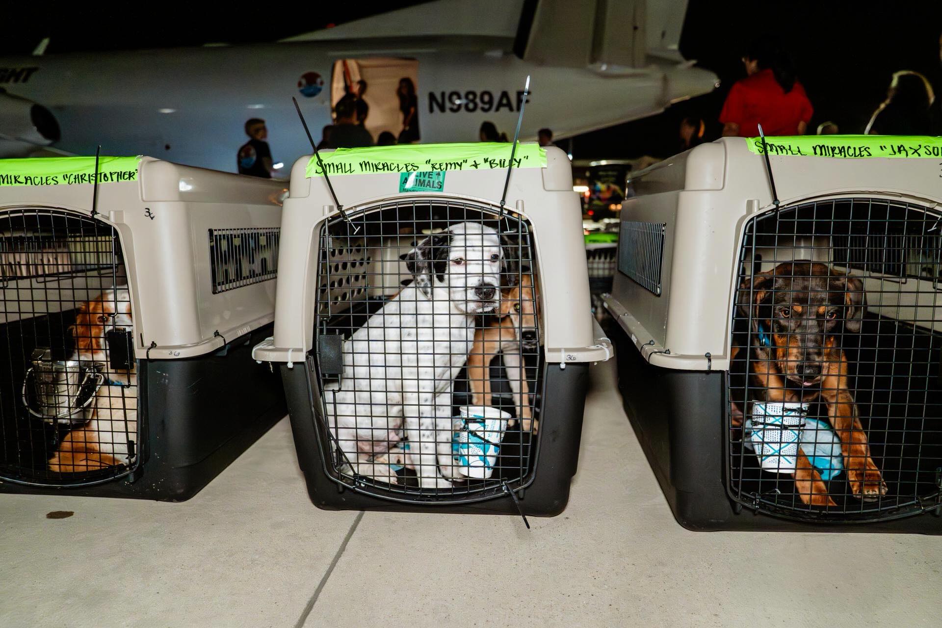 ☀️ Somewhere right now, a shelter is trying to decide how to make space they simply do not have.
More puppies are arriving.
More kittens are arriving.
And large dogs continue waiting the longest.
That is why these flights matter.
Today, your support can go twice as far. Thanks to $10,000 in matching funds, recurring donations made right now will be doubled for the first three months, helping Wings of Rescue continue flying pets out of overcrowded shelters and toward safety.
A monthly gift may not feel huge to you.
But to a pet running out of time, it can change everything.
Learn more and double your impact — link in bio.
#LetTheFurFly #dogsofinstagram #catsofinstagram