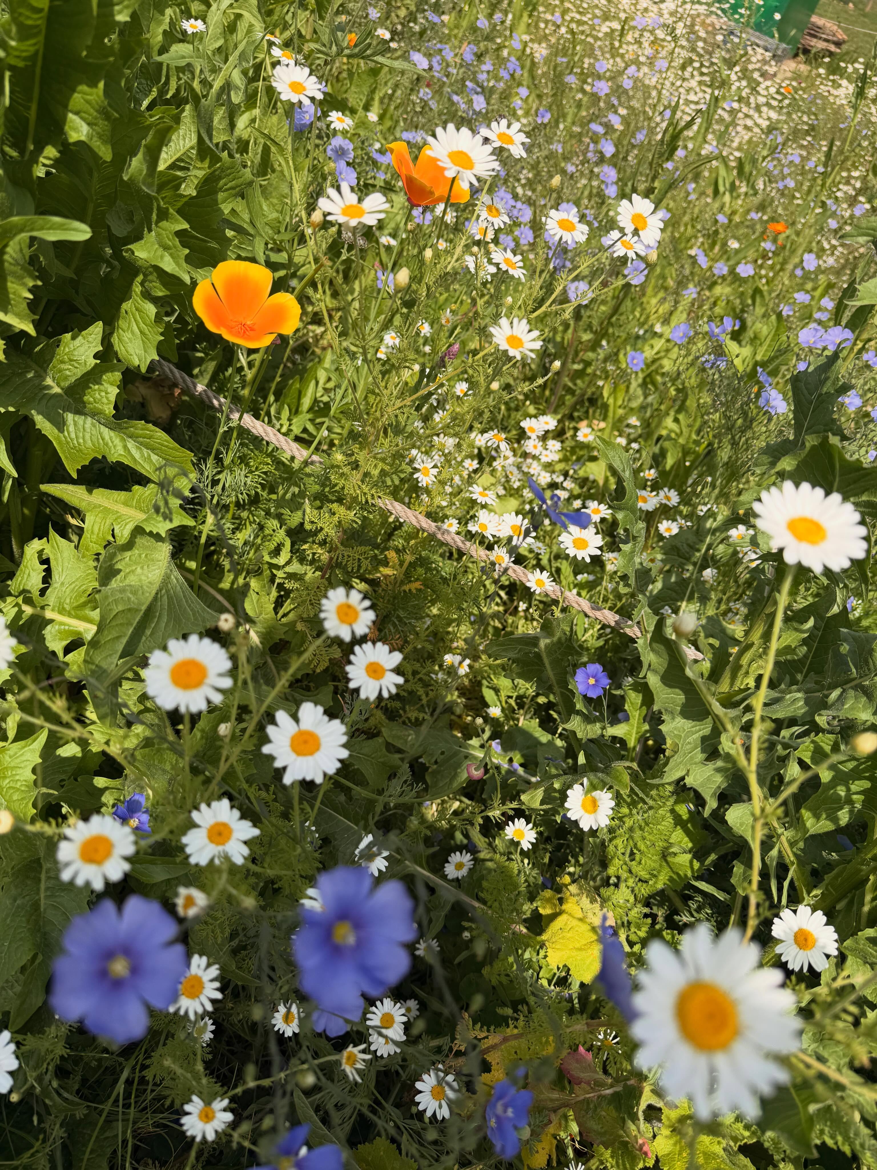 Good luck Blythe Hill with your Green Flag award.
The whole park, planting, swales, trees and pond are all looking fabulous in the sun.
Truely demonstrating the power of an amazing community of volunteers, and how gardening together can transform our city green spaces and and local parks. 🌞🫶🏼💫 #lewisham