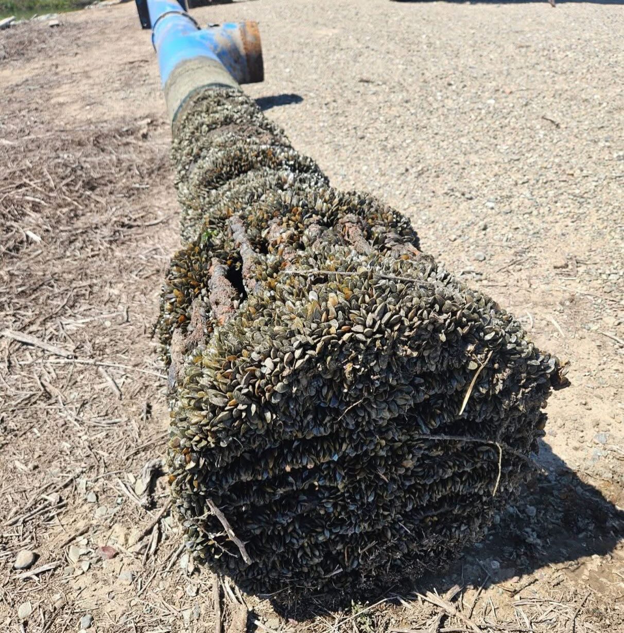 Here is an irrigation pump intake pipe on the San Joaquin River completely covered with invasive Golden Mussels. The buildup restricts farmers’ ability to irrigate crops and is an important reminder of how quickly these mussels can impact the infrastructure we rely on every day.
Golden Mussels threaten our waterways, agriculture, drinking water systems, flood control infrastructure, local jobs, and the food supply we all depend on. Once established, they are extremely difficult and expensive to control.
Prevention and early detection are critical. Clean, Drain, and Dry your boats!
#cleandraindry #ais #invasivemussels #invasivespecies #goldenmussels