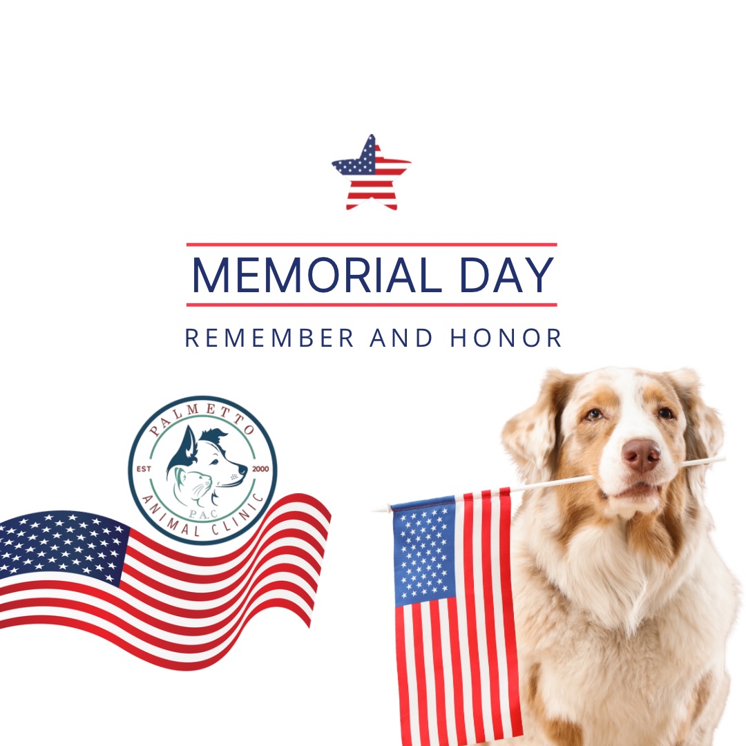 🇺🇸🐾 This Memorial Day, we honor and remember the brave heroes who made the ultimate sacrifice for our freedom.
From all of us at Palmetto Animal Clinic, we wish you and your furry family a safe and peaceful holiday. ❤️🤍💙
#MemorialDay #RememberAndHonor #PalmettoAnimalClinic #VeterinaryCare #PetCare USA MemorialDayWeekend
