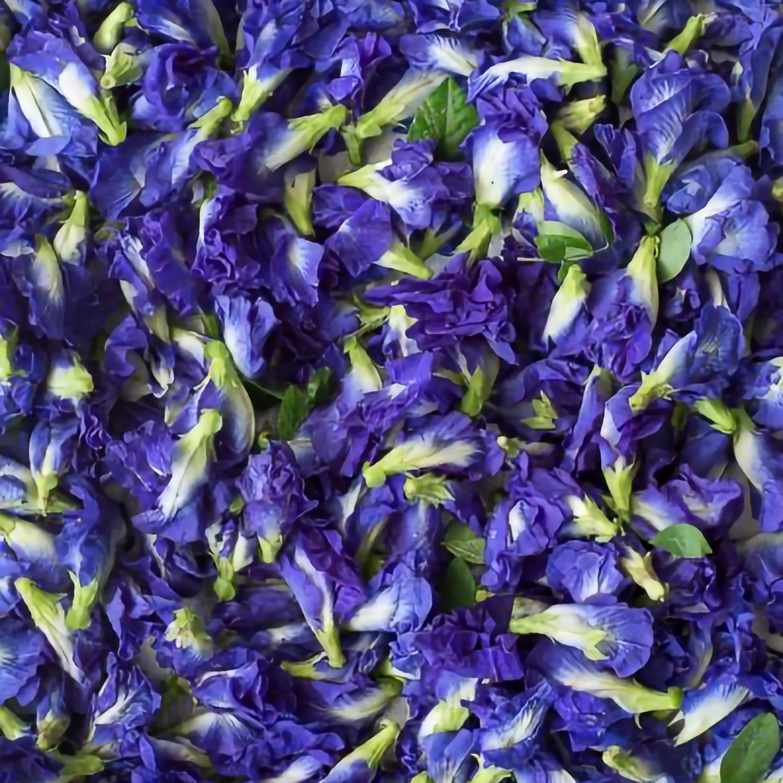Dive into the magic of blue 💙
Our Butterfly Tea transforms from deep ocean blue to vibrant purple with just a squeeze of lemon, a mesmerizing ritual in every cup.
Naturally caffeine-free and rich in antioxidants, this wellness infusion is as beautiful as it is soothing. Floral, delicate, and refreshing hot or iced, it’s the tea everyone asks about after the first sip.
Made for slow mornings, summer refreshers, and unforgettable tea moments.
Discover the magic now