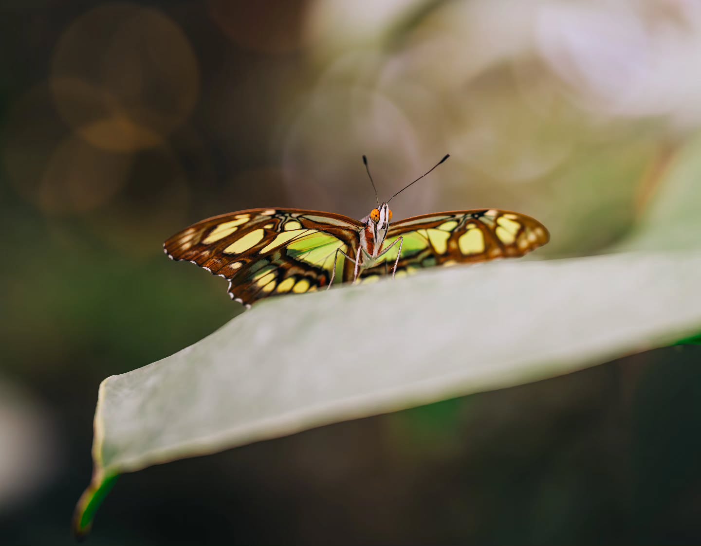 Ready for take off. βοΈπ¦
(2026-04-30)
#butterflyphotography #cambridgebutterflyconservatory #butterfly #nature #photographer