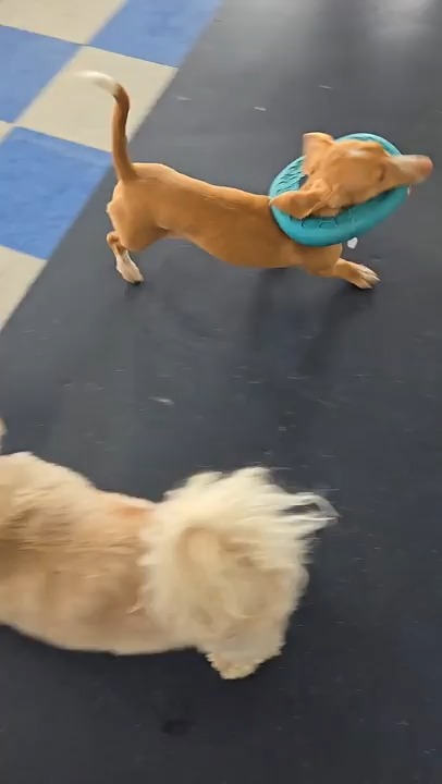 Dog friendships are 90% vibes, 10% chasing each other in circles