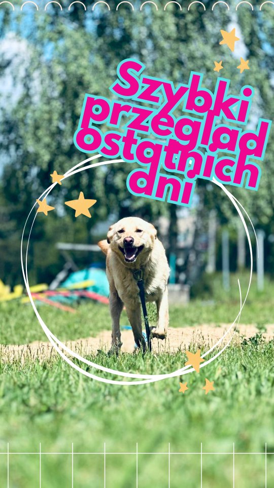 Słonko, spacery i dużo radości - czego chcieć więcej?
Dzień co raz dłuższy, więc korzystamy! Wszyscy nasi hotelowi goście codziennie wychodzą na spacery. Jak ktoś lubi to i w wodzie moze łapy moczyć 😉
Zwolniło się miejsce na długi weekend w czerwcu - kto pierwszy ten lepszy!
#MerduMerdu #hoteldlapsanowydwormazowiecki #opiekanadzwierzetamiwarszawa #psihotel