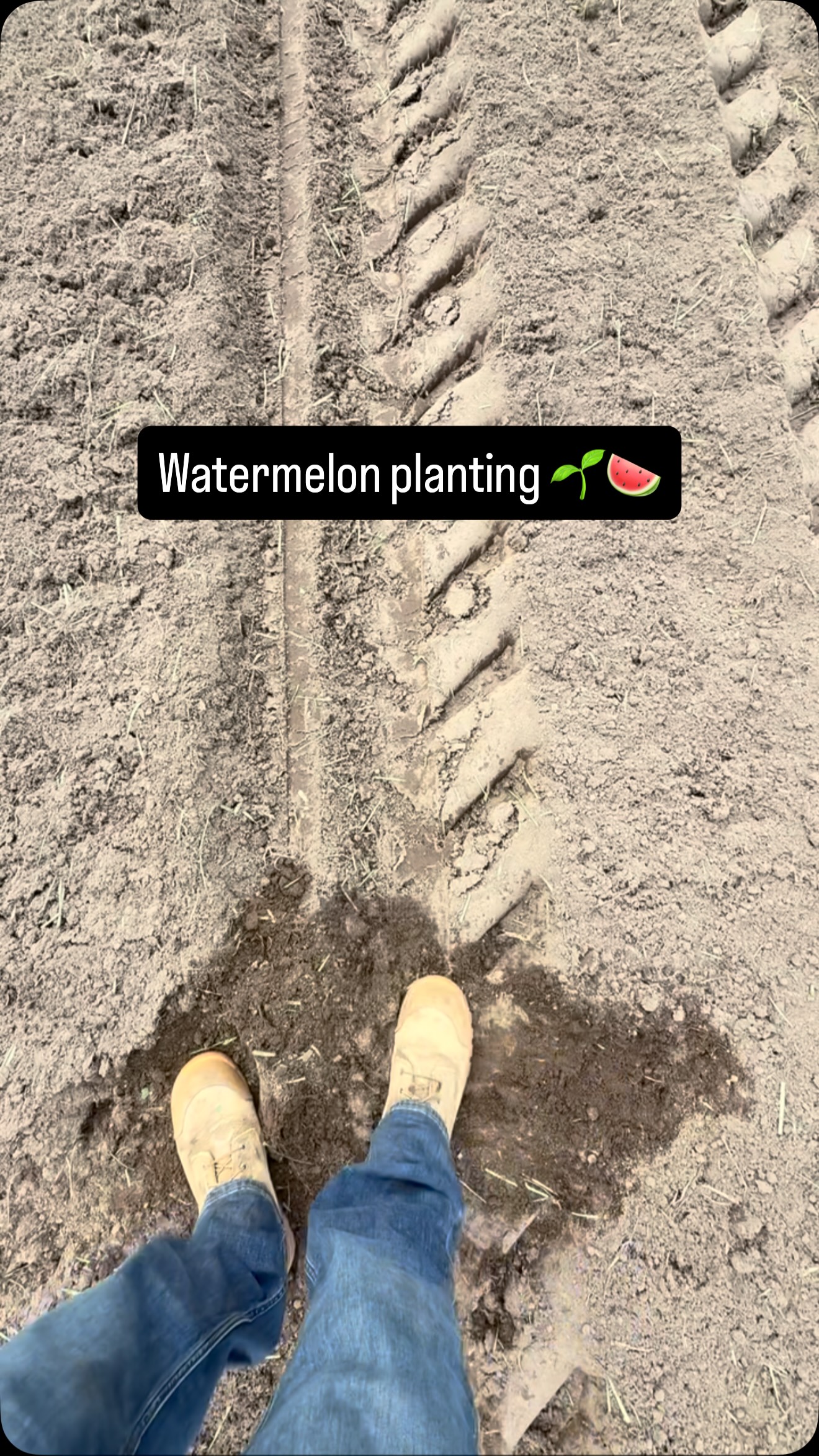 Putting the first watermelon seeds in the ground ๐๐ฑ#watermelon #farming #planting