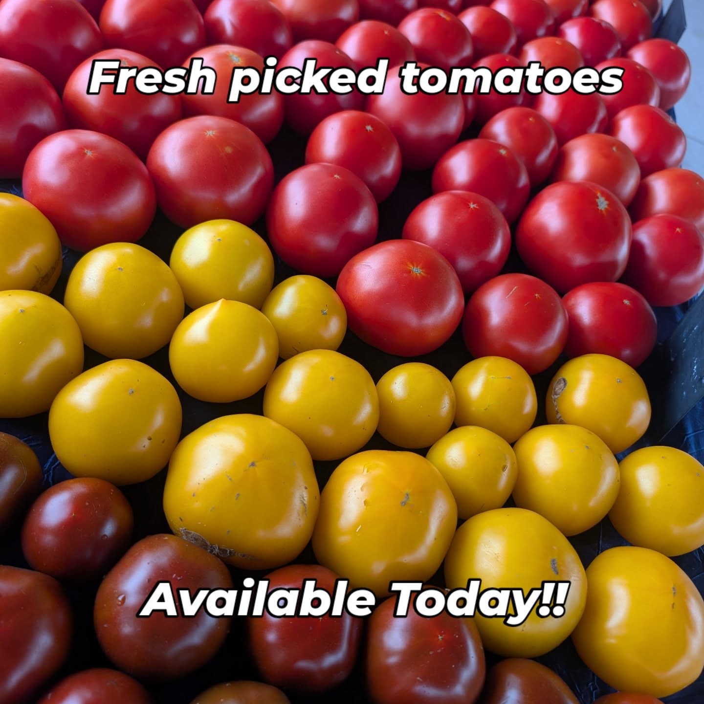 We've got our fresh picked tomatoes this morning at @citymarketkc @lvfarmersmarket & @parkvillefarmersmarket