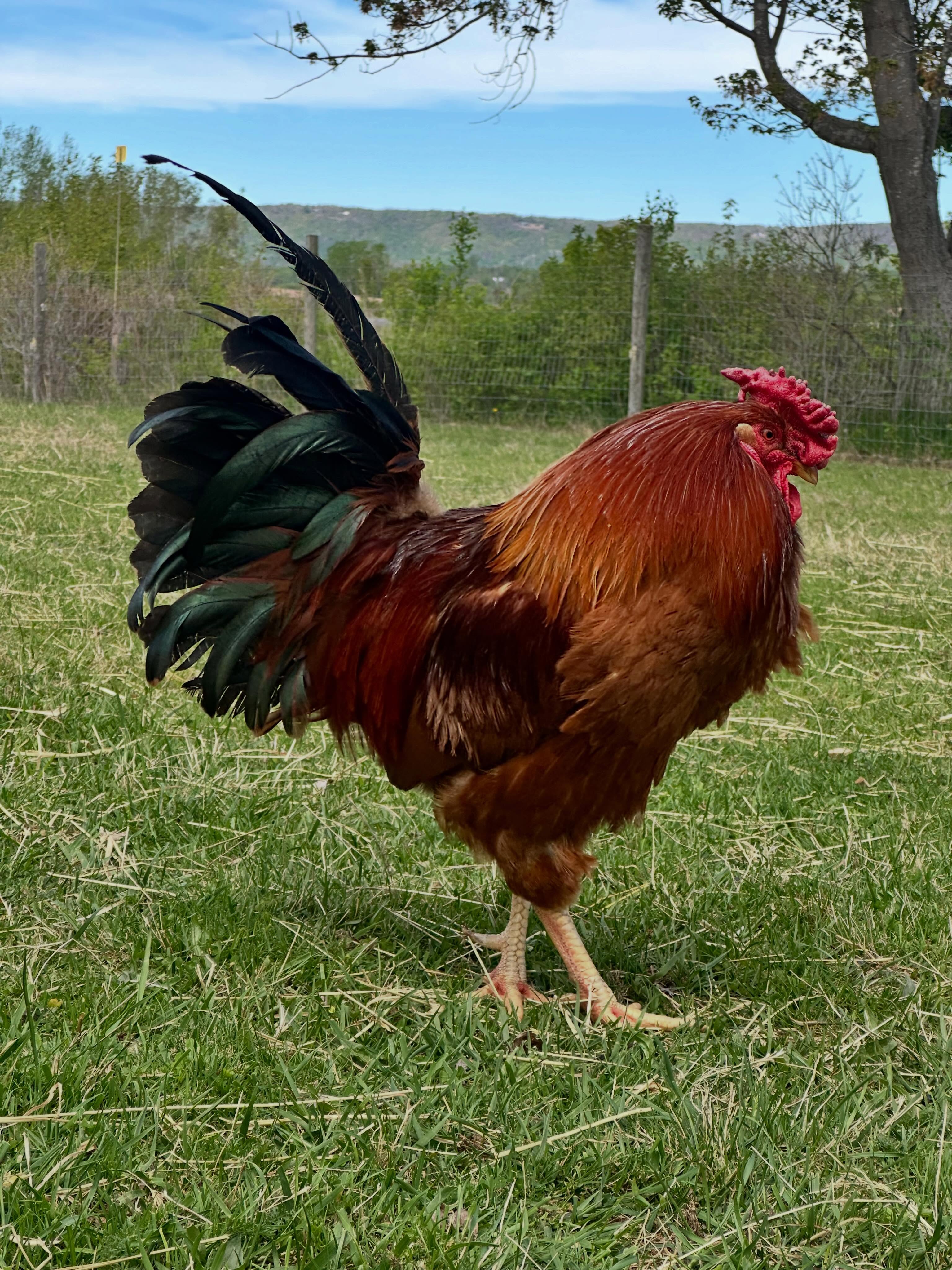 RIDE NEEDED
Looking for someone to transport King and Jewel (rooster and hen) to Wild Haven near South Maitland.
If you’re able to help, please send us a message.
