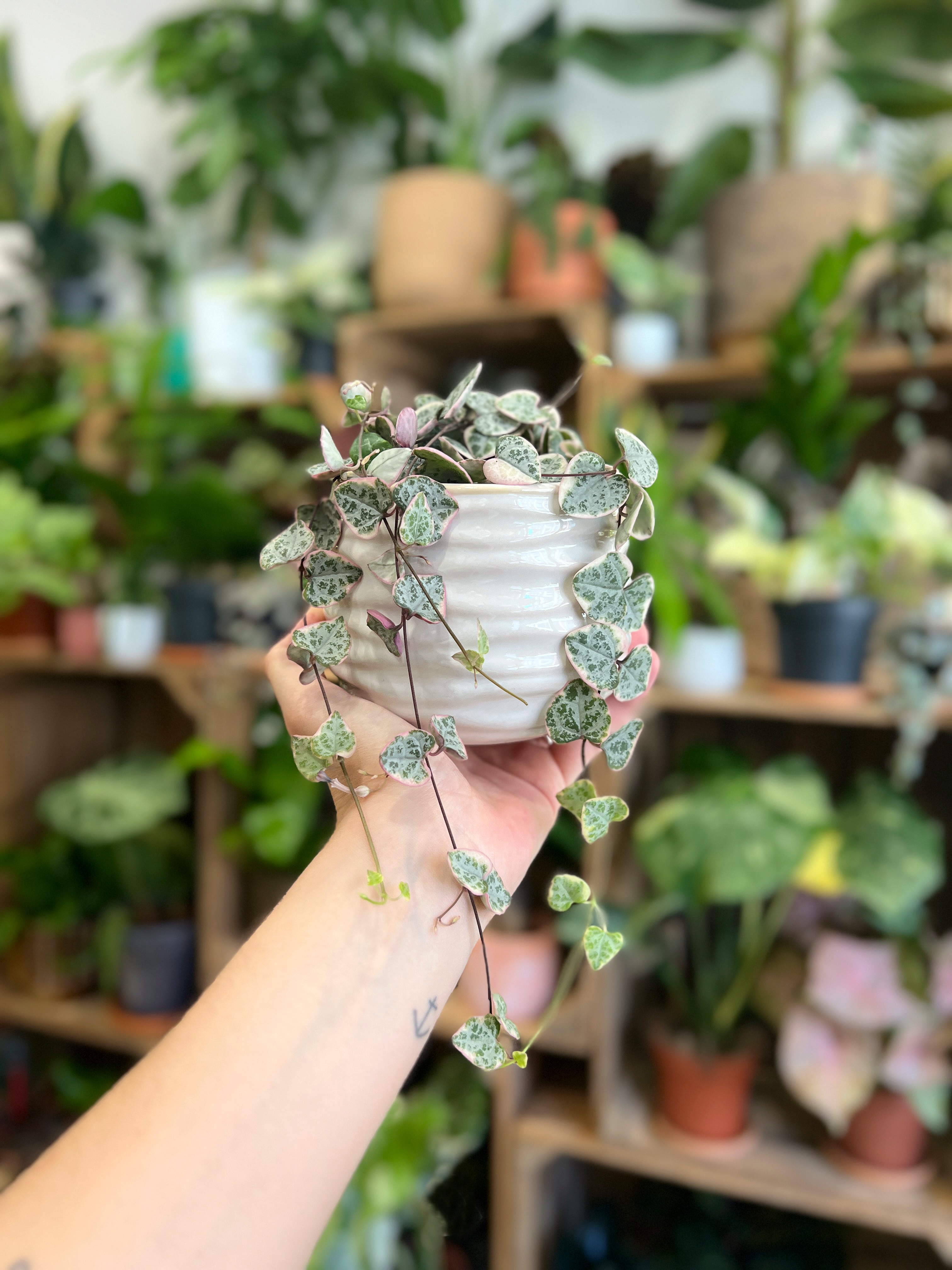 J-4 avant la Fête des Mères ✨
Tu cherches le cadeau parfait pour lui faire plaisir à coup sûr ? Pas de panique ! On a sélectionné pour toi quelques petites attentions qui feront battre son cœur 🫶🏼
1 🌱 une Chaîne de Cœurs variegata & son cache-pot
2 🌱 un patch thermocollant pour pimper un vêtement
3 🌱 des sachets de graines à planter
4 🌱 un collier en Labradorite
5 🌱 une bougie naturelle
6 🌱 des pin’s
7 🌱 un porte-clés « Power Mama »
8 🌱 une jolie carte illustrée
Comment craquer ? 👉🏼 Rendez-vous directement en boutique pour découvrir nos idées cadeaux et vous faire conseiller ou commandez en ligne (lien en bio) 😉
💬 Dis-nous en commentaire : quelle est l’idée cadeau qui correspond le plus à ta maman ? 💚
📍 Jēra, 51 avenue Jean Jaurès, Domont
👉🏼 www.jeraplantshop.com
#boutiquedeplantes #fêtedesmères #idéescadeaux #ceropegiawoodiivariegata #plantslovers