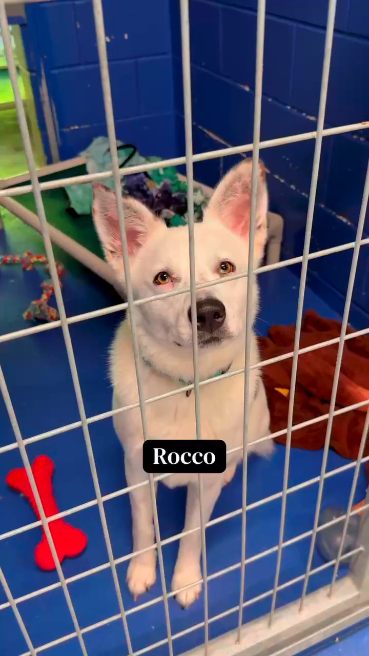 Visit our website to learn more about each dog and their adoption location. www.pawsafe.org