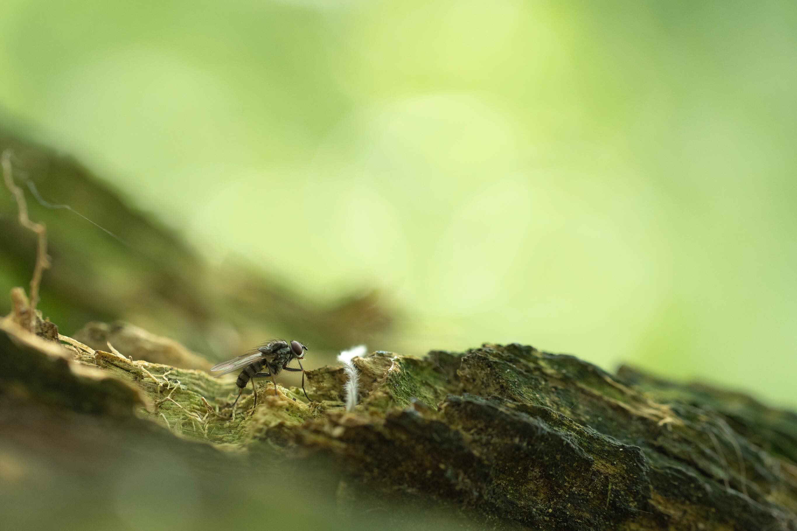 Small things
Something a lil bit different - returning to my roots in macro photography, and the main thing I find incredibly *concerning* is the distinct lack of invertebrates I can find.
As someone who has always looked for the tiny things (and the feathered ones), their decline has been something I’ve noticed since around 2013. But this year feels even worse than normal.
I’d be interested to hear if anyone else has noticed this change too?
In the meantime, various flies & soldier beetles 🪲
All shot on @lumix S5 with a sigma 300mm macro lens
.
.
.
#macro #photography #bugs #macrophoto #small @wildlife.camerawomen @girlswhoclick @girlscameraclubbristol @femalenaturephotography @bbcwildlifemagazine @bbcspringwatch @bbcearth @buglife_ict