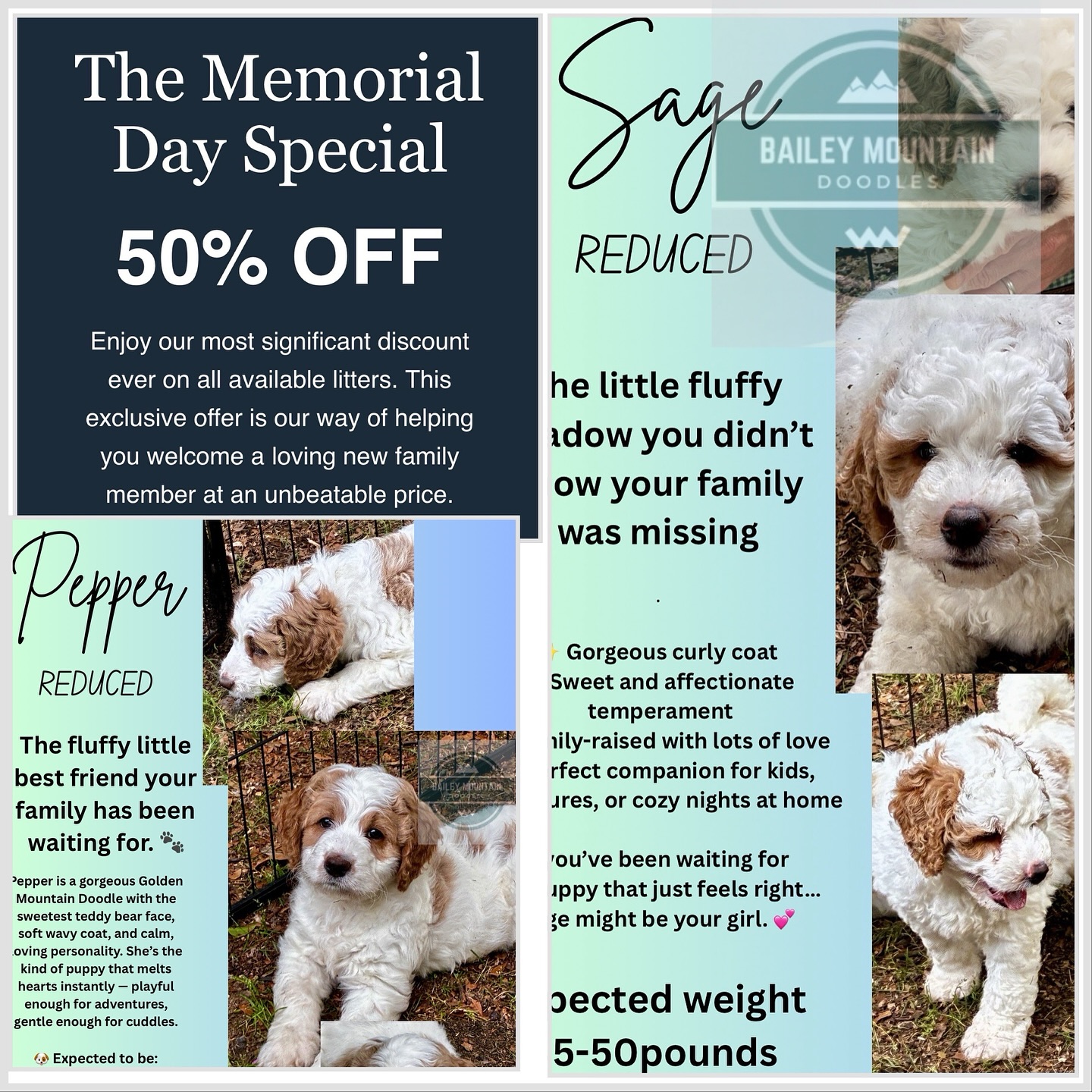For Memorial Day and to kick off your summer with cuddles we are offering a special! Check out our two puppies available now! Sage and Pepper🩷🩷#goldendoodle #dogsofinstagram #doodlesofinstagram #goldendoodlepuppylove #multigengoldendoodle#goldendoodlepuppiesforsale#goldendoodlesofsc#standardgoldendoodle
#bernedoodle #doodlesofinstagram #dogsofinstagram #bernedoodlepuppy #doodlesoftheworld #bernedoodles #doodles #goldendoodle #bernedoodlesofinsta #doodle #dogstagram #dogoftheday #dogs #puppies #standardbernedoodle #bernedoodlelove #bernedoodlesofig #bernedoodledaily #bernedoodlelife