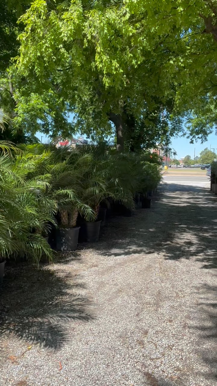 Your summer patio glow-up starts here 🌴☀️✨
From statement palms to tropical greenery, Calvert’s has everything you need to turn your outdoor space into your own little getaway.
Stop by, soak in the greenhouse vibes, and find the perfect plants for your patio season 🌿
#calvertsplantinteriors