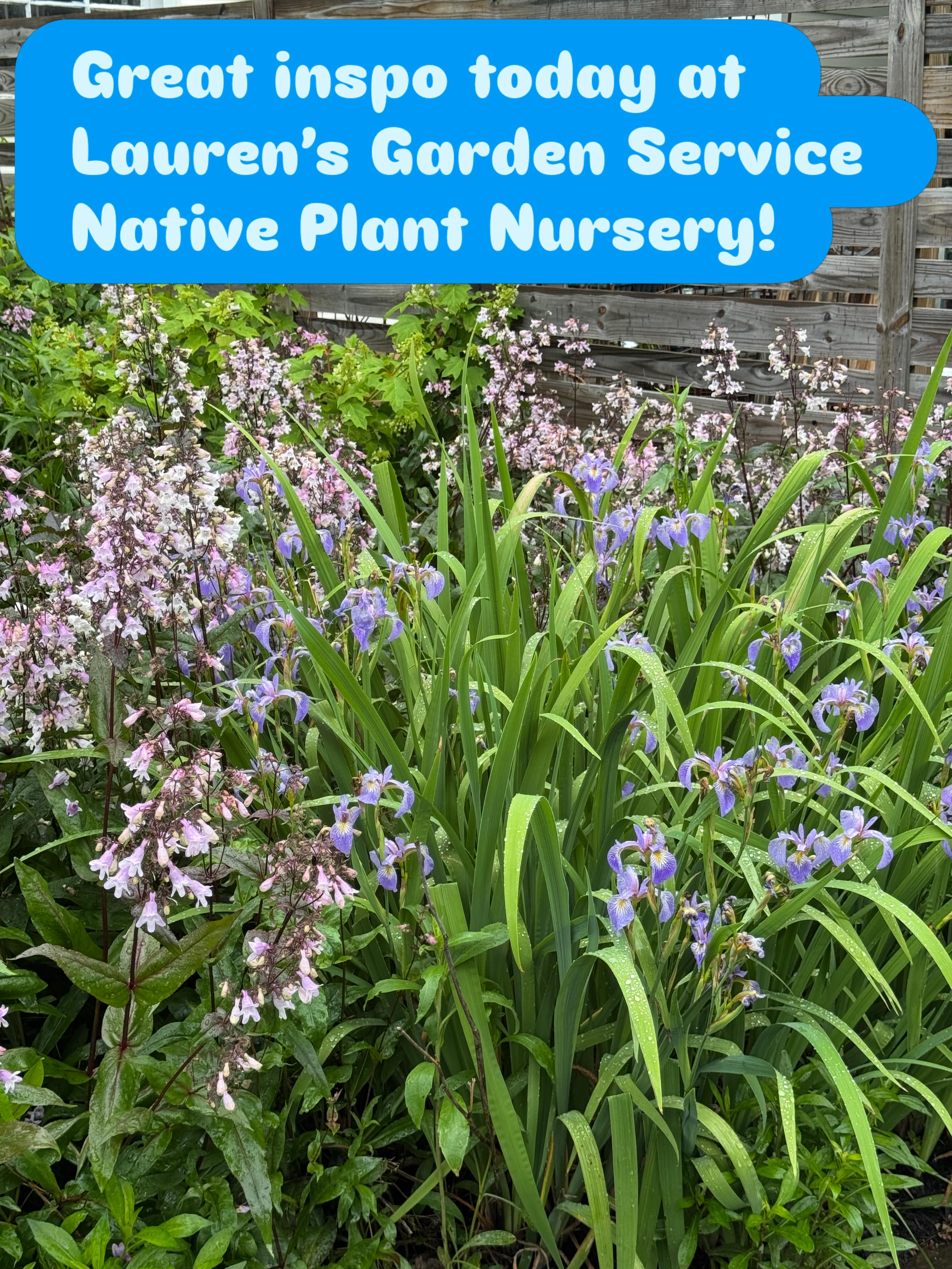 Would not have thought of this combo. So pretty - native iris and penstemon! #gardeningforthechesapeake #laurensgardenservice