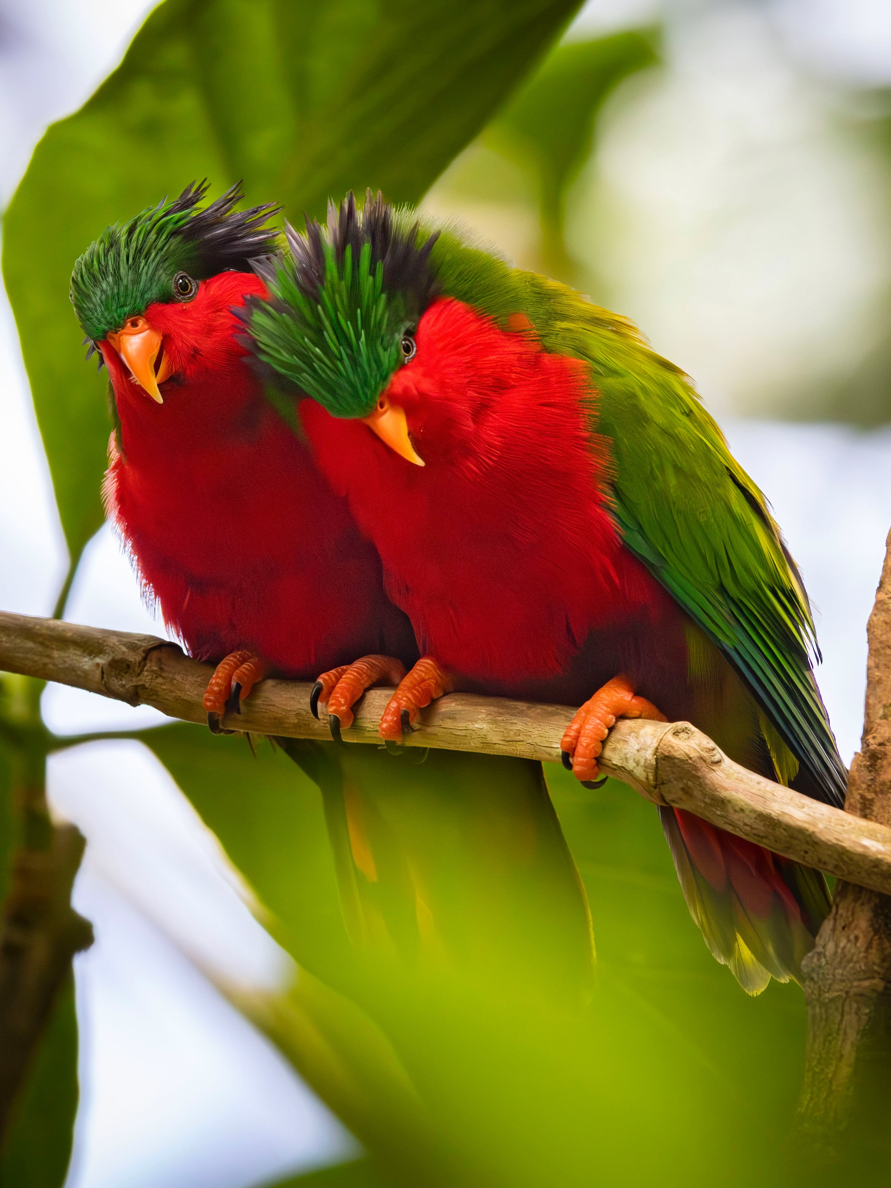 En las islas Australes, el encuentro con el Lori de Kuhl, joya endémica y en peligro crítico.
Curioso, vibrante y casi confiado, encarna la belleza frágil de la fauna polinesia y esos instantes preciosos que solo la naturaleza sabe ofrecer.
.
In the Austral Islands, encountering the Kuhl’s Lorikeet, an endemic jewel in critical danger.
Curious, vibrant and almost trusting, it embodies the fragile beauty of Polynesian wildlife and those precious moments only nature can offer.
📷 ©LionelGouverneur
#MoemoeaTravel #PolinesiaFrancesa #FrenchPolynesia #AustralsIslands #WildPolynesia #NaturePrivilege #EndemicSpecies #LoveTahiti