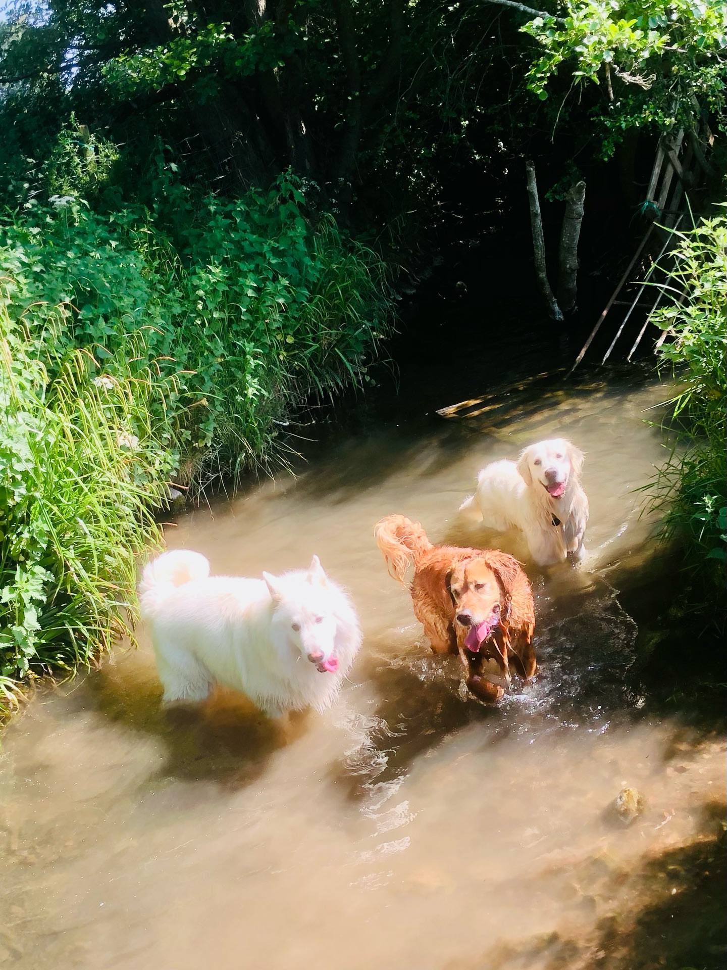 ❤️
If your dog would like to have a walk with us then contact us at www.ardendogwalking.co.uk and check out our half-day experience.
#ullenhall #tanworthinarden #hockleyheath #henleyinarden #dog