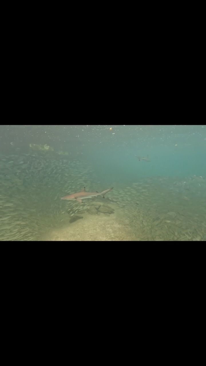 What a great day #snorkeling at Playa Manza. So much to see including these mesmerizing curtains of #baitfish pierced and parted by the juvenile #blacktip #sharks around the #mangroves. Always so interesting to watch the precision of the schooling fish as they move to maintain a safe distance from the sharks. Lots of sensory biology and swimming kinematics to discuss for the Marine Ecology component of the course. @fauecos @fauscience @abigail.scigliano @allietrost @brileigh_rayl @sofia_jans @birdwitdaravioli @anneliesel06 @eba1yn @jo.lamaison