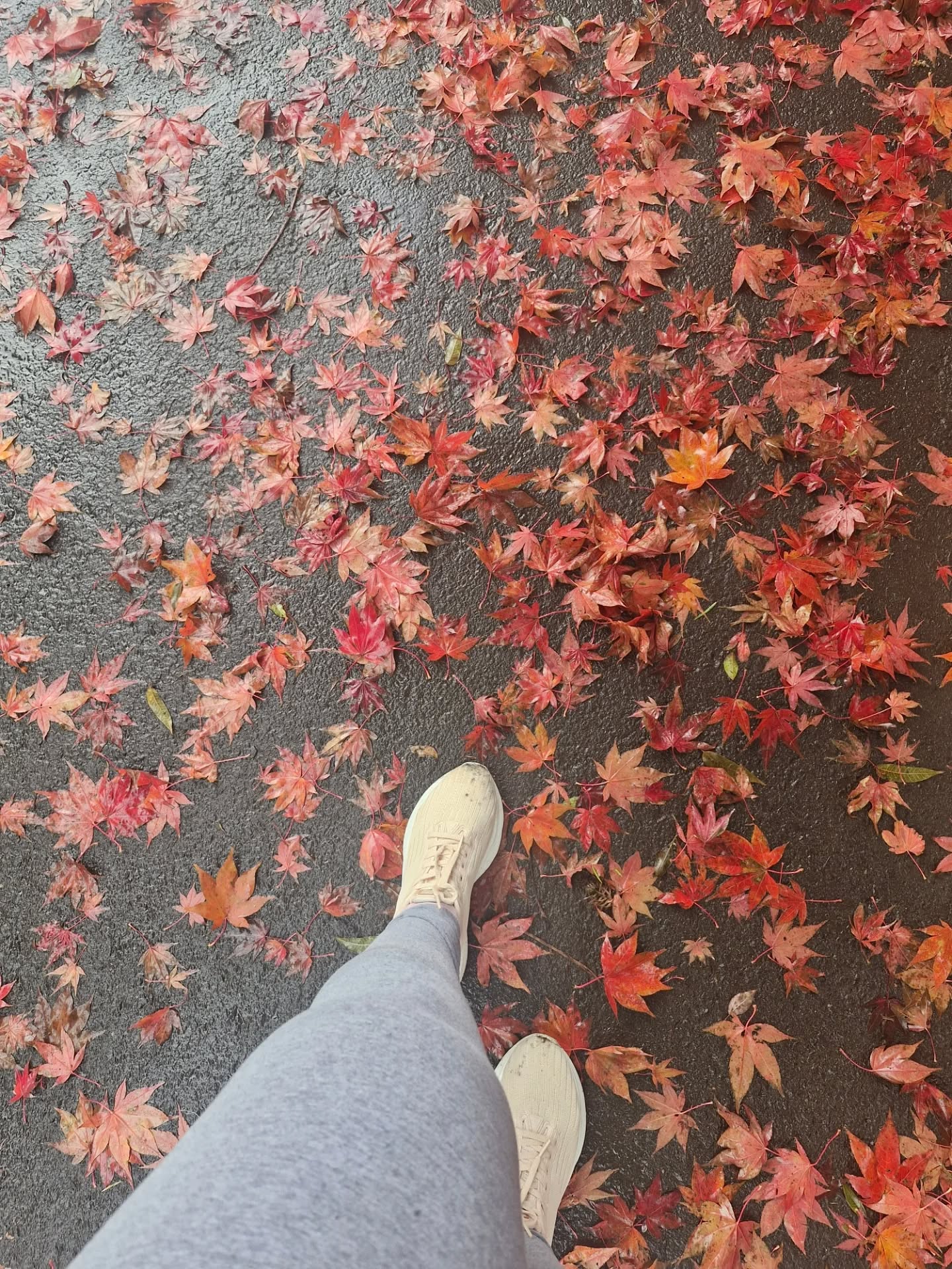 Vibe de outono...
Nunca é tarde para renovar...Deixe suas folhas antigas caírem para que novas e mais belas possam surgir. Folhas antigas, velhas e desgastadas impedem seu crescimento.
Sabemos que esse post aqui não é sobre botânica, outono e muito menos folhas.
