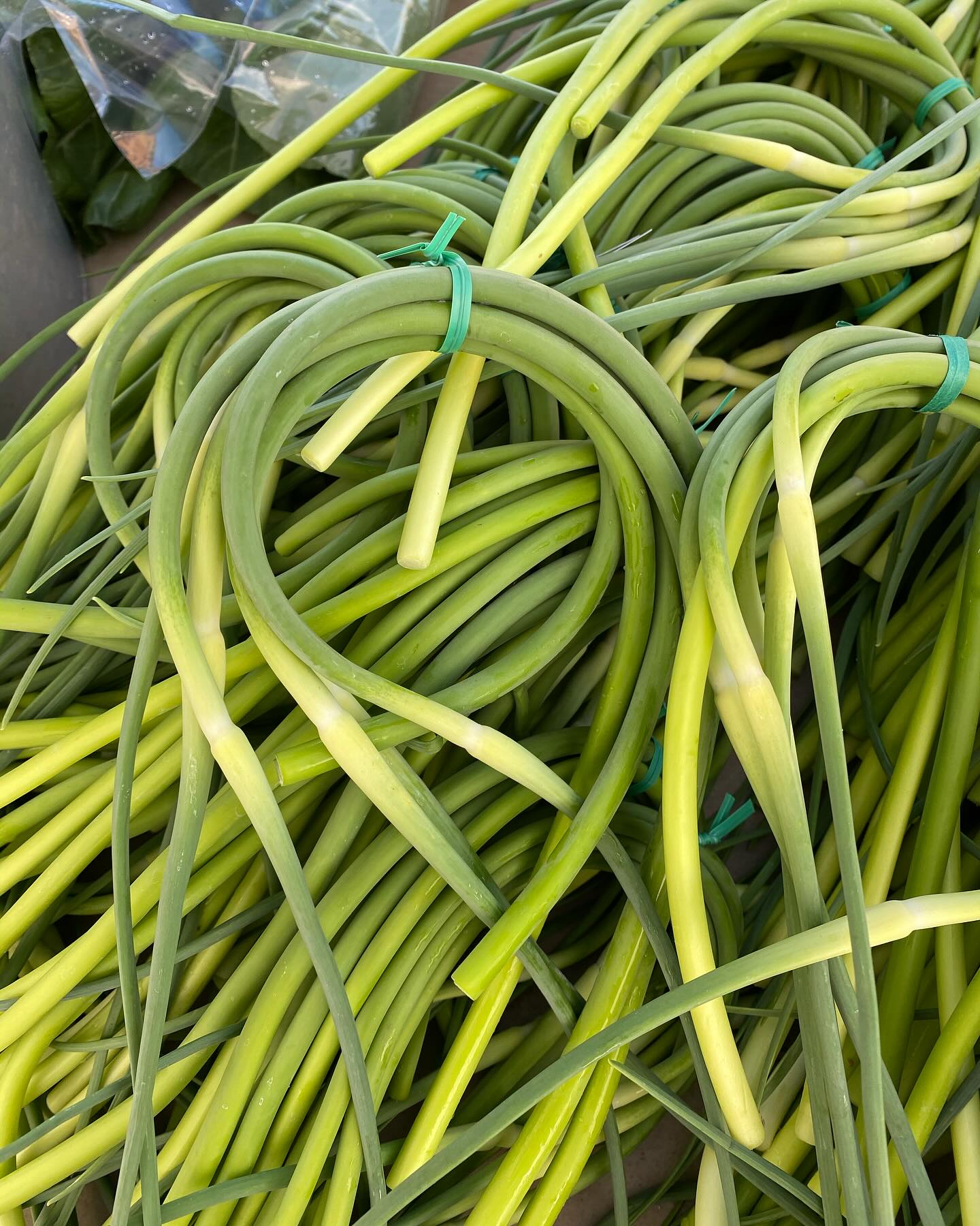Attention garlic lovers!!!
It’s scape season! What is that, you may ask. The scapes are the flower stalks of hard neck garlic. Farmers pluck them to send more energy to the actual garlic bulb formation. These tender morsels are garlicky, oniony, hot and sweet—all in the same bite. Use them raw anywhere you need garlic or scallions or cook with them for a mild garlic flavor. Weird fact—pan sauté or grill and the magically taste like garlic green beans! Order some today!
#needsmoregarlic #buyinglocalmadeeasy