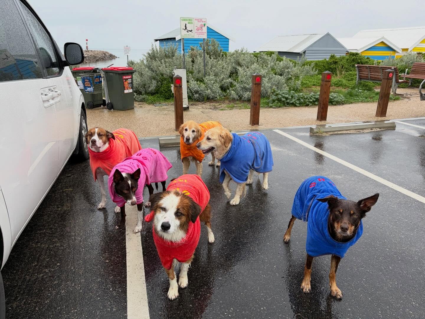 What do we do after a wet walk?
Put our @surfdogaustralia drying coats on. Perfect for absorbing the majority of sea water/rain water on our drive home.
6 #happydogs
#dogwalkerslife #groupdogwalks #beachdogsarehappydogs #morningtonpeninsula