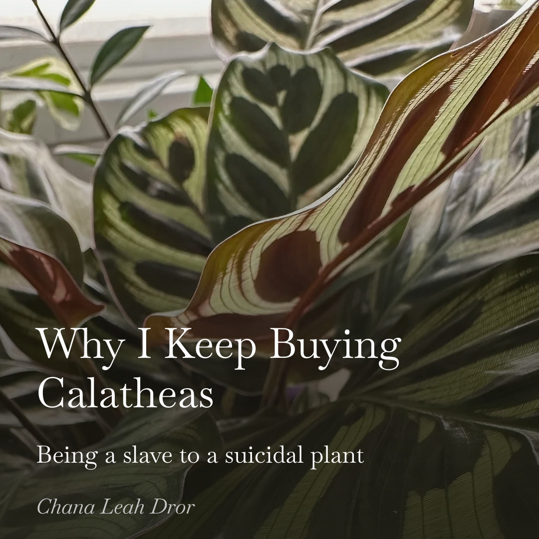 Why I Keep Buying Calatheas. Being a slave to a suicidal plant.
Link in bio
#calathea #houseplants #suicidal_Houseplants #angels #prayer #futility #kaddish