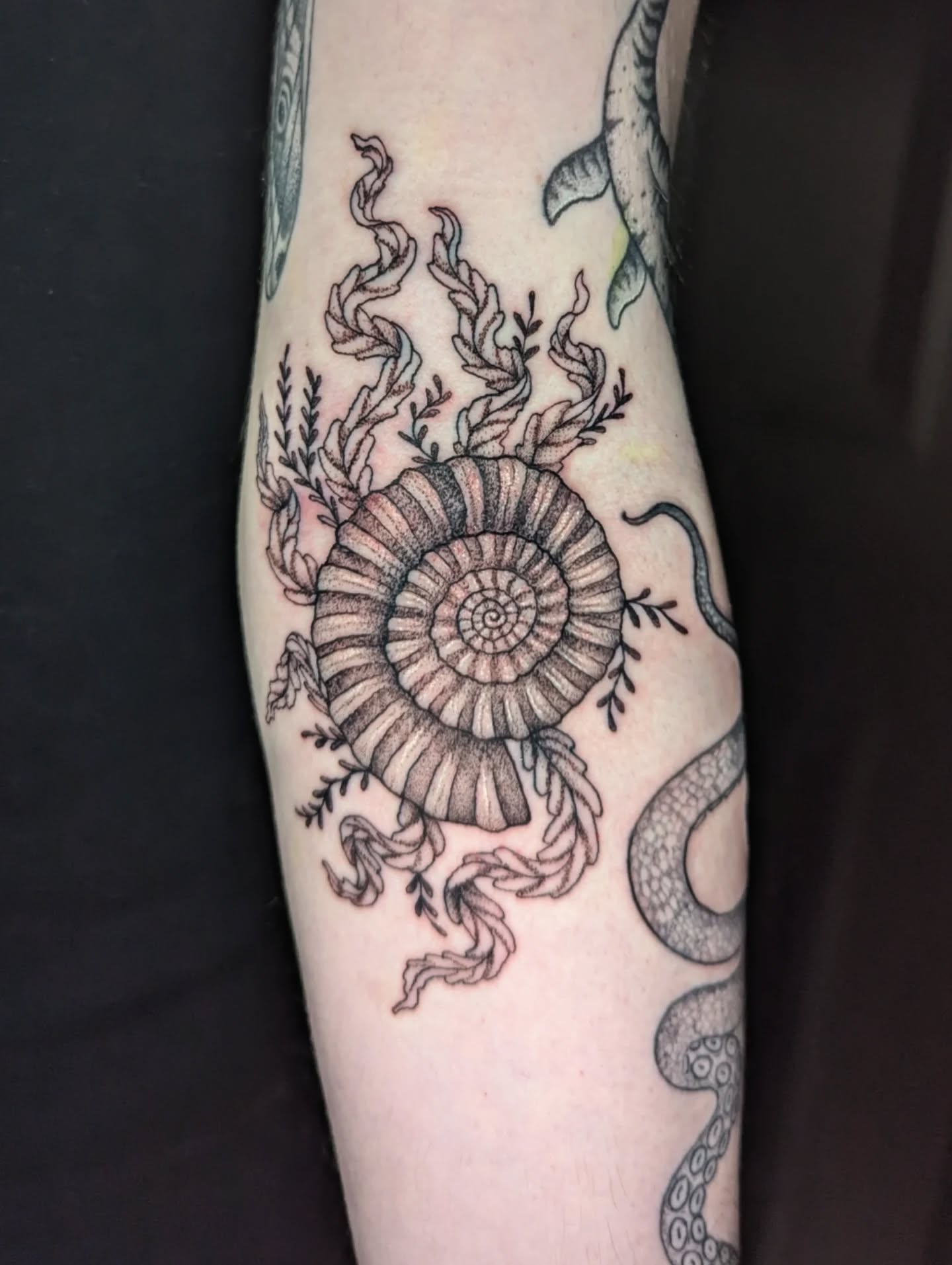 Ammonite with seaweeds for Steven 🌱
Loved creating this one with all the textures and how it flows with the body and amongst the existing tattoos (all pictured by me)
A lovely day spent and super strong for this placement! Thanks Steven I really enjoyed our conversation 🌱
🗓️ booking June onwards
💌 fill in the enquiry form linked in my profile or email booking@ericattattoo.com ✨
🇬🇧 Edinburgh, UK
✒️ tattooing at Astra Lines
Eco conscious tattooing using biodegradable supplies from @ecotatpro @killerinktattoo @goodjudy.ca and biodegradable cartridges from @magicmoon_tattoo_supply @starrtattoosupplies
machine from @fkirons
#edinburghtattoo #edinburghtattooartist #tattooedinburgh #ammonitetattoo #illustrativeblackwork