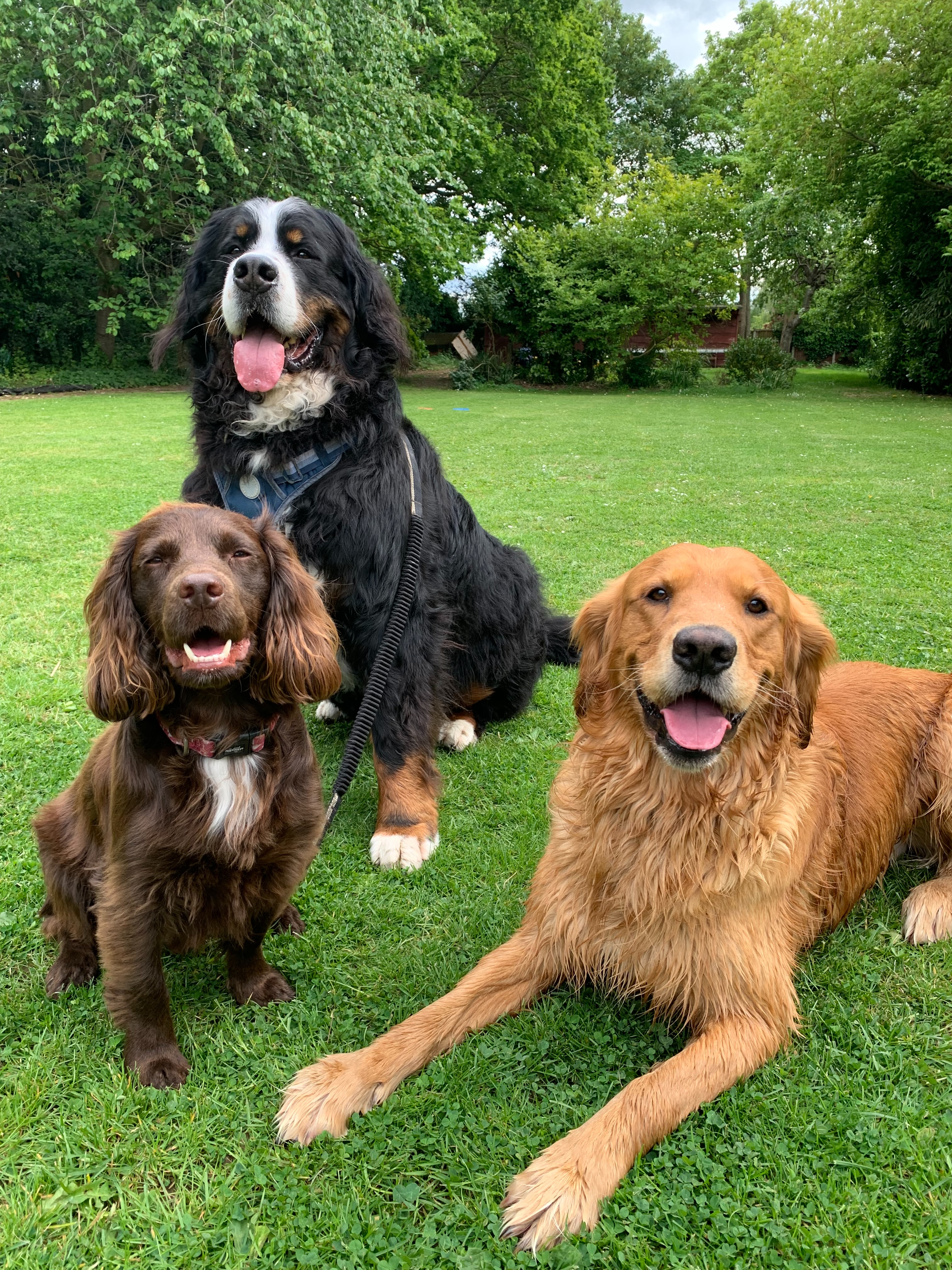 📸 Last weeks pawtraits…
We had a few over night stays for Big Teddy and his pal Frank 🐈⬛. Our Monday groups had some chilled walks, and lunch time we took everyone to Bills Place for off lead freedom.
Plus we had our usual slots at evergreen which all the pups enjoy. By Friday it was getting hot 🔥 and we started walks earlier to beat the heat and some cooled off in the pool. More pics on our Facebook to spot your pup 🐶
#whataweek #securefields #dogwalker #dogwalkergreatwakering #dogwalkerrochford