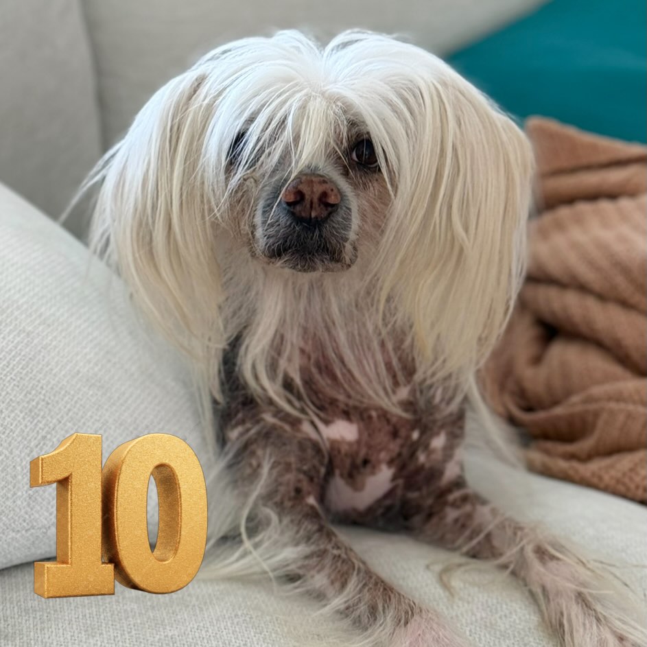 DOBBY IS TEN 🔟
Our Chinese Crested rescue who thinks he’s the absolute king of the house, is ten today!
We’re his third home, and I truly think he finally knows he landed on his feet here. Even if those feet spend most of their time launching off furniture, chasing his own tail, stealing food, and nose-punching people for attention.
He gives the vibe of a calm old soul… but in all honesty, he is a completely feral goblin.
Happy Birthday to the strangest, silliest, most chaotic little creature I know. Here’s to double digits Dobby. We love you 💚
•
•
•
@happylittlehowlers.com.au
#happylittlehowlers #dogboardingsydney #doghotelsydney #dogdaycaresydney
HAPPY • LITTLE • HOWLERS