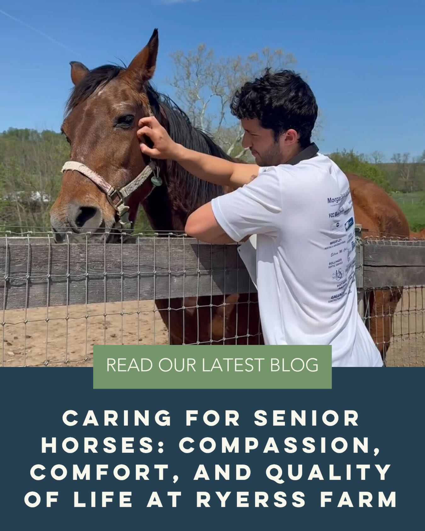 Senior horses deserve compassion, comfort, and dignity at every stage of life. 🐴💚
Read our latest blog post to learn how Ryerss Farm provides lifelong care for aged, abused, and injured horses. Our residents live out their golden years in a safe, peaceful herd environment. Link in bio!