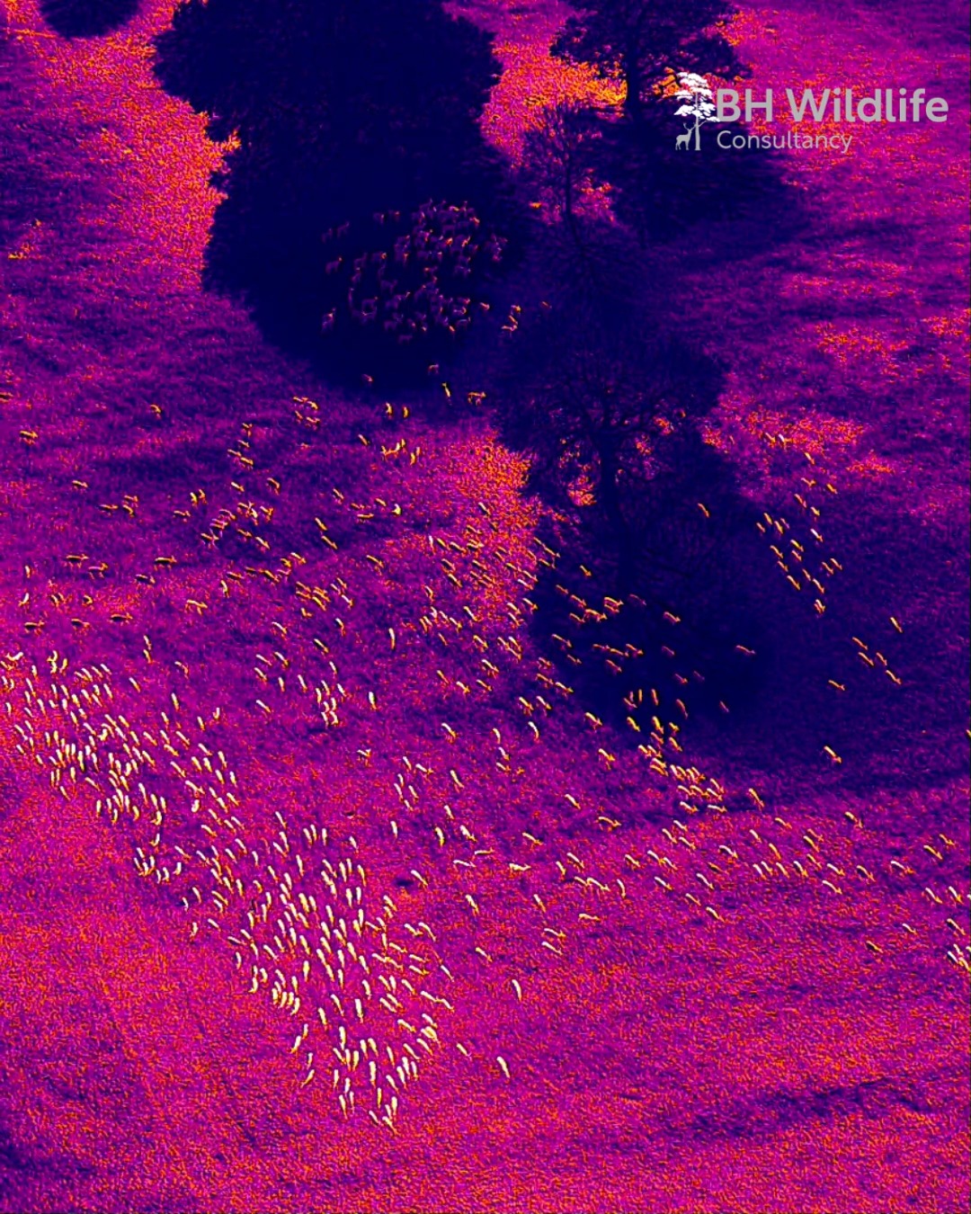 Changing the thermal colour palette can make a significant difference when surveying deer in different conditions.
In this example, featuring a large deer group in England, the footage begins using a high-definition white hot palette before switching to iron hot. Adjusting the sensitivity of the gain mode is also an effective way to maximise detection and improve visibility across varying terrain and temperatures.
#thermalsurvey #deer #dronesurvey #bhwildlifeconsultancy