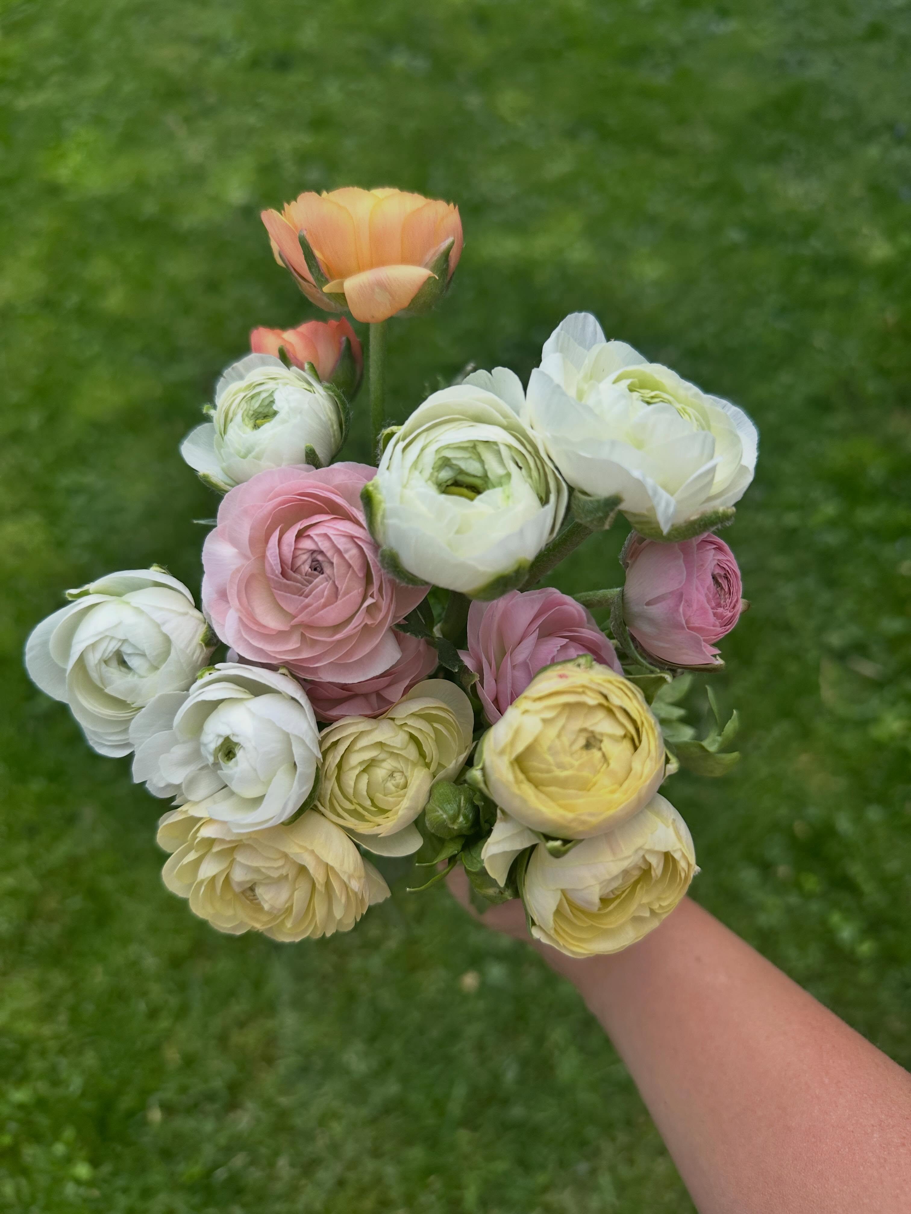 Between last week and this week, our weather has shifted abruptly from about 15° below average to more than 15° above average. The forecast is now calling for highs of at least 80°F for the foreseeable future.
Ranunculus and anemones don’t love heat and typically go dormant once temperatures climb above 80°F, so this season’s blooms likely won’t last much longer. At least this week there are still flowers to enjoy — soft, delicate, fleeting spring beauty before summer takes over.