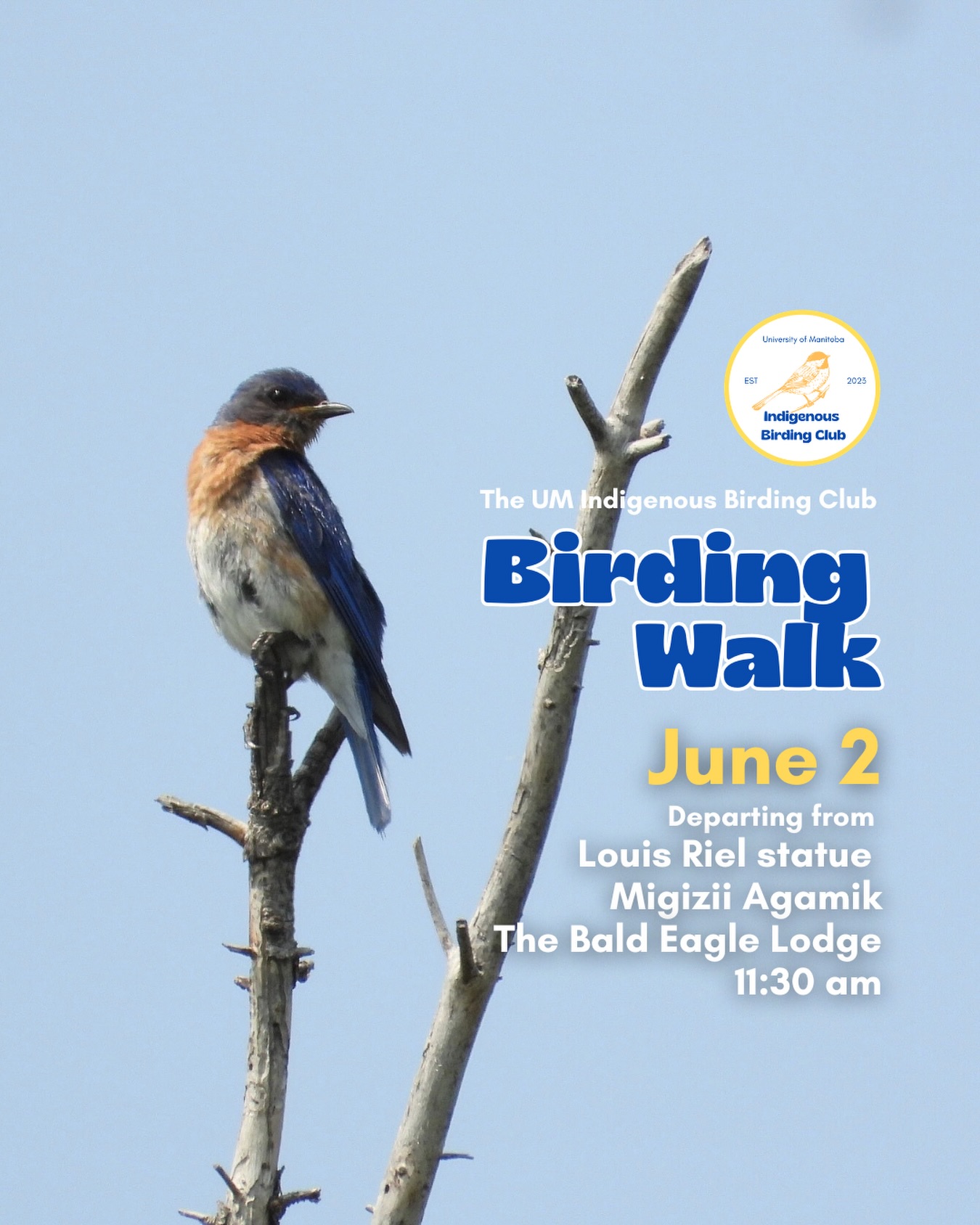 Join us for a relaxed, 1.5-hour birding walk that begins at Migizii Agamik – Bald Eagle Lodge. We will gather at 11:20 a.m. by the Louis Riel statue, with the walk starting promptly at 11:30 a.m. The walk will take us to King’s Park, or another nearby location, at a leisurely pace, allowing us to enjoy our feathered relatives in the green spaces on and near campus.
These walks are open to BIPOC (Black, Indigenous, and People of Colour) folks and allies who share our belief that birding is for everyone, regardless of experience. Whether you’re new to birding or a seasoned enthusiast, we welcome you to join. Just dress for the weather and be sure to bring sunscreen and water. If you don’t have your own binoculars, we have some available to borrow.
Our walks are an opportunity to connect with nature, build community, and learn from one another in a relaxed and supportive environment. Feel free to participate at your own pace, there’s no need to stay with the group the entire time, and you’re welcome to come and go as you please.
Accessibility Information:
The walk covers a variety of paths, including pavement, grass, dirt, and gravel, with mostly flat terrain and a few gentle slopes.
Washrooms are available approximately halfway along the walk.
If you need assistance or have specific accessibility requirements, please let us know in advance so we can do our best to accommodate you.
Parking:
Please note there is NO free parking on campus M-F from 8:30 a.m. to 4:30 p.m. Parking is available in the Parkade and at metered spaces for a fee.
We look forward to seeing you there!
📷: @justinleerasmussen
@umindigenous @umanitoba @umstudent @myumsu @umisacouncil