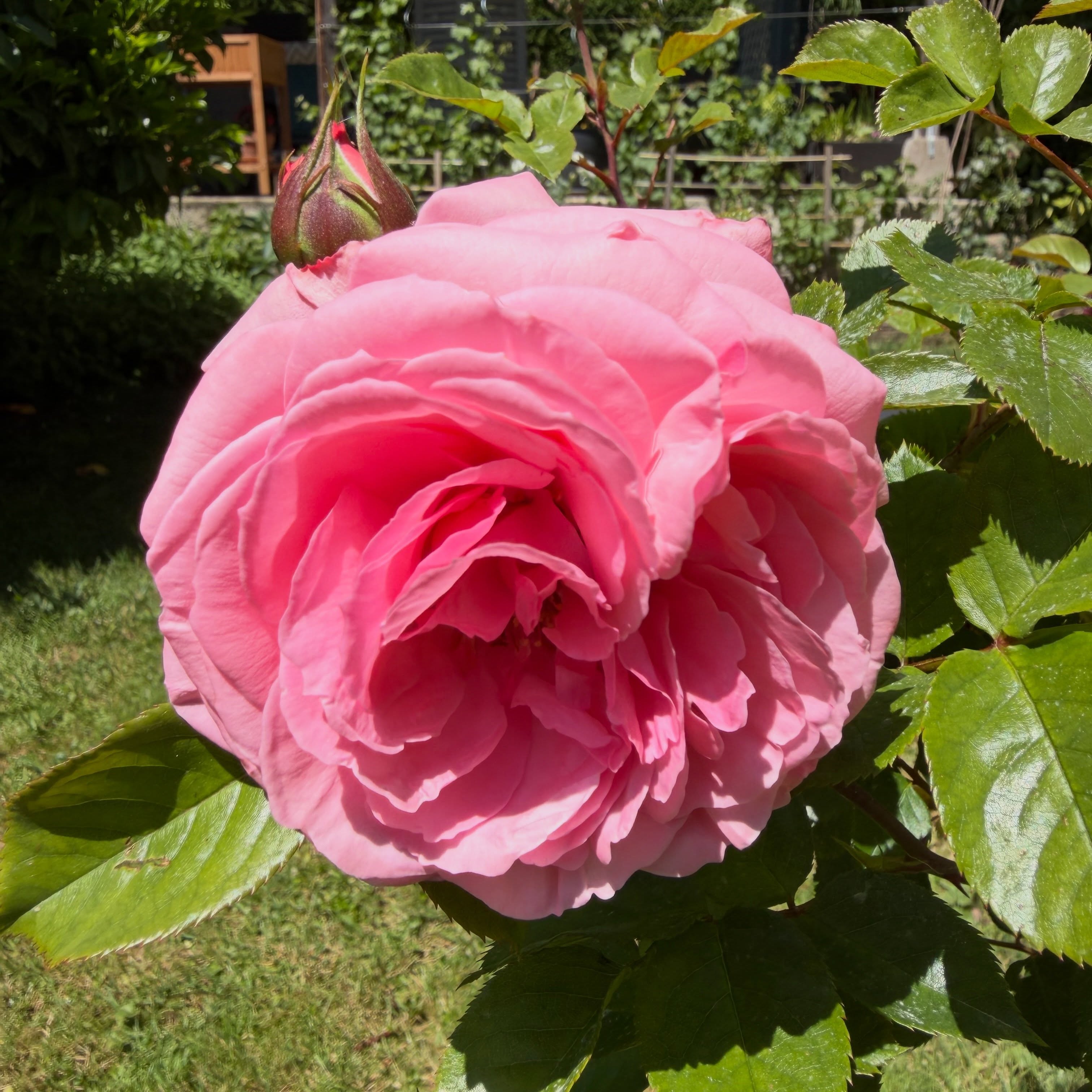 🌿 Prendre le temps… 🌿
S’installer au calme dans le jardin, observer les fleurs qui s’ouvrent, écouter le chant des oiseaux et le bourdonnement des pollinisateurs dans les arbres et arbustes… Ici, la nature invite simplement à ralentir et à savourer l’instant présent. 🐝🌸
Envie d’une parenthèse au vert au cœur du Doubs horloger ?
Notre chambre d’hôtes vous attend pour un séjour ressourçant. Réservations via le lien en bio ✨
#savourerlinstantprésent #biodiversité #valeursparc #chambredhotes #slowtourisme