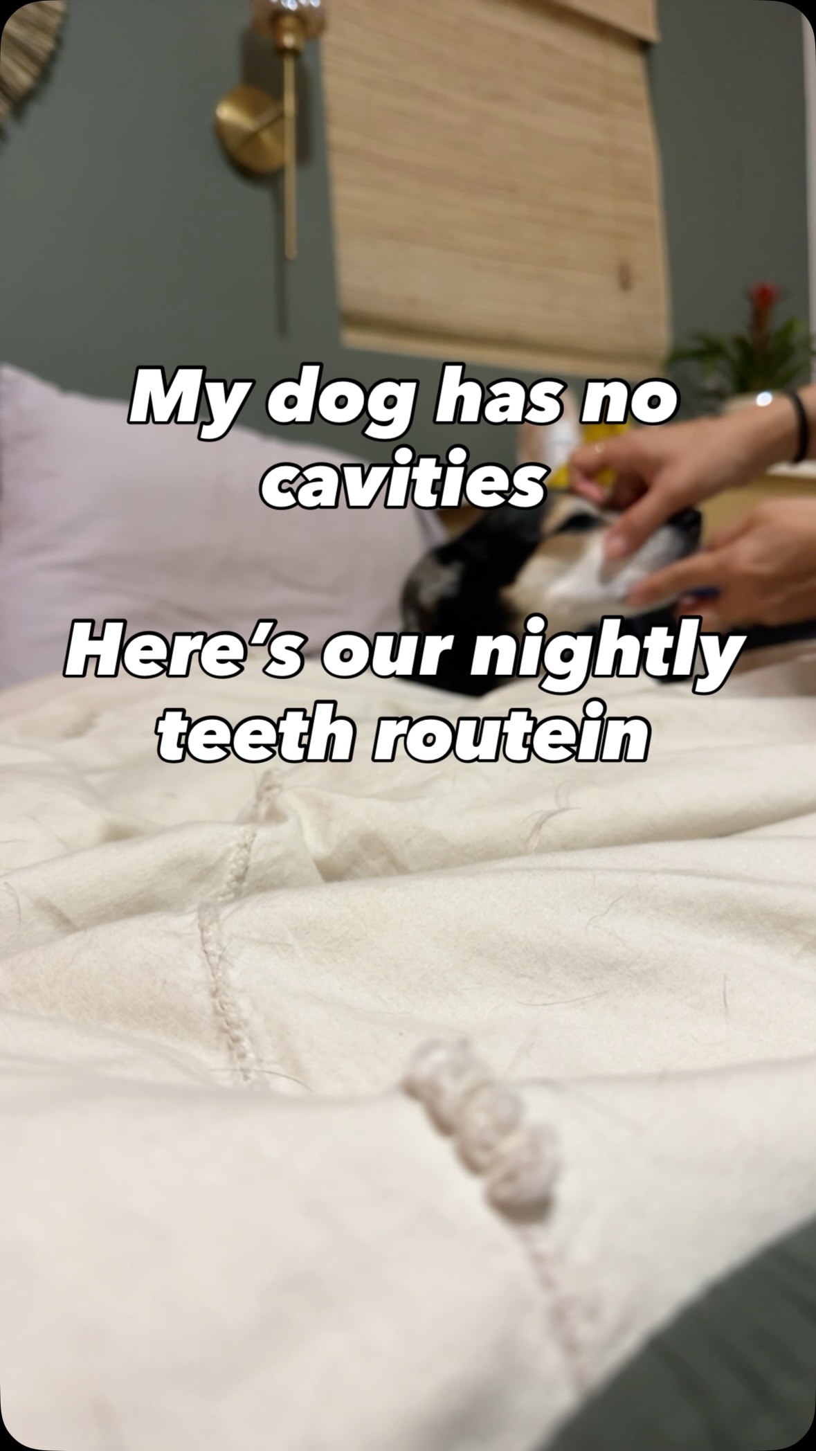 I’ve been doing this nightly teeth brush for Finn since the day I got him.
#teeth #doggrooming #cleanmouth #dogmom