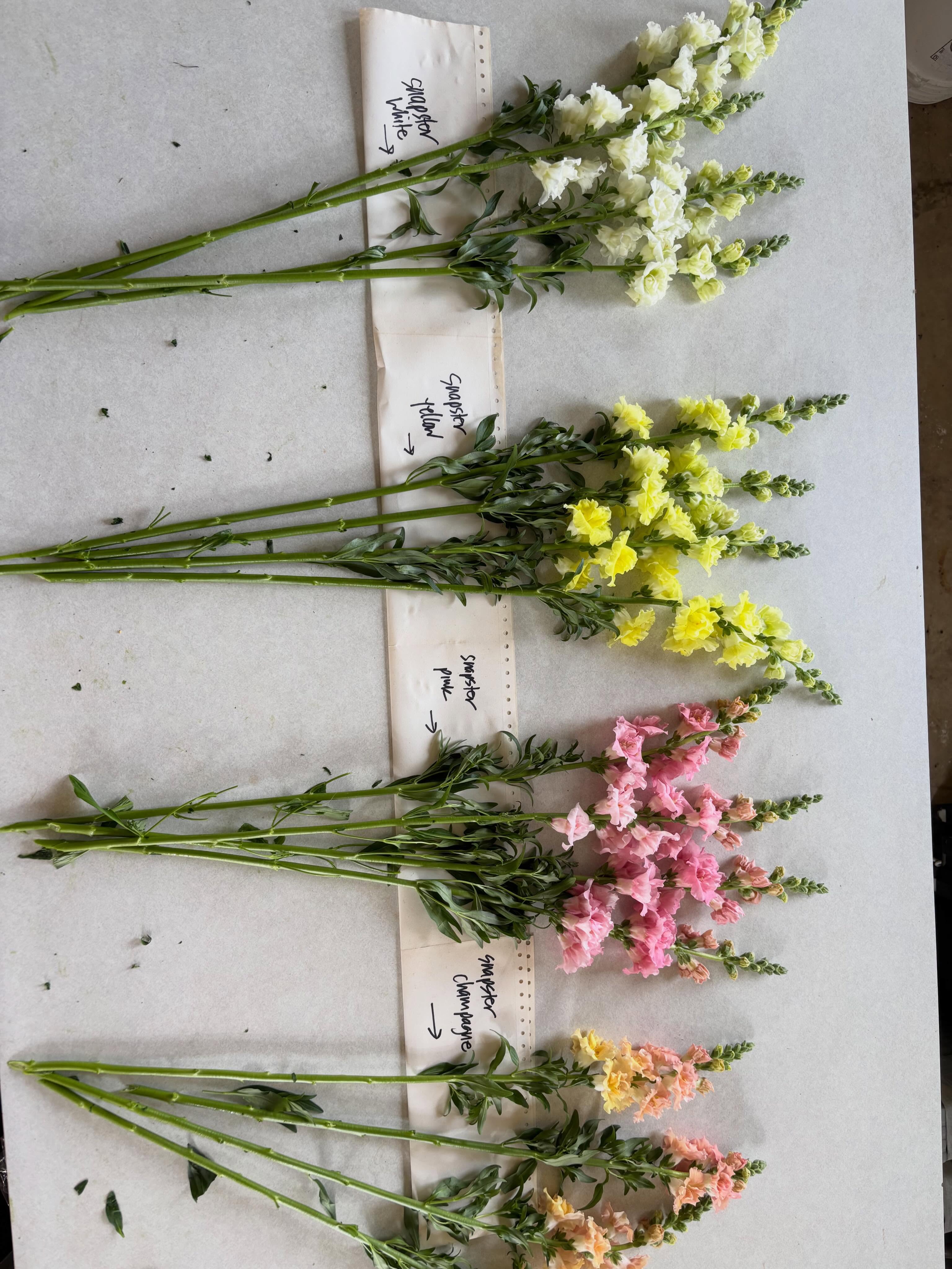 Always learning.
This season we are trialing some new snapdragon varieties through @ascfginc seed trial program. These Snapster series from @sakata_ornamentals and Legend series from @americantakii are both winners in my book.