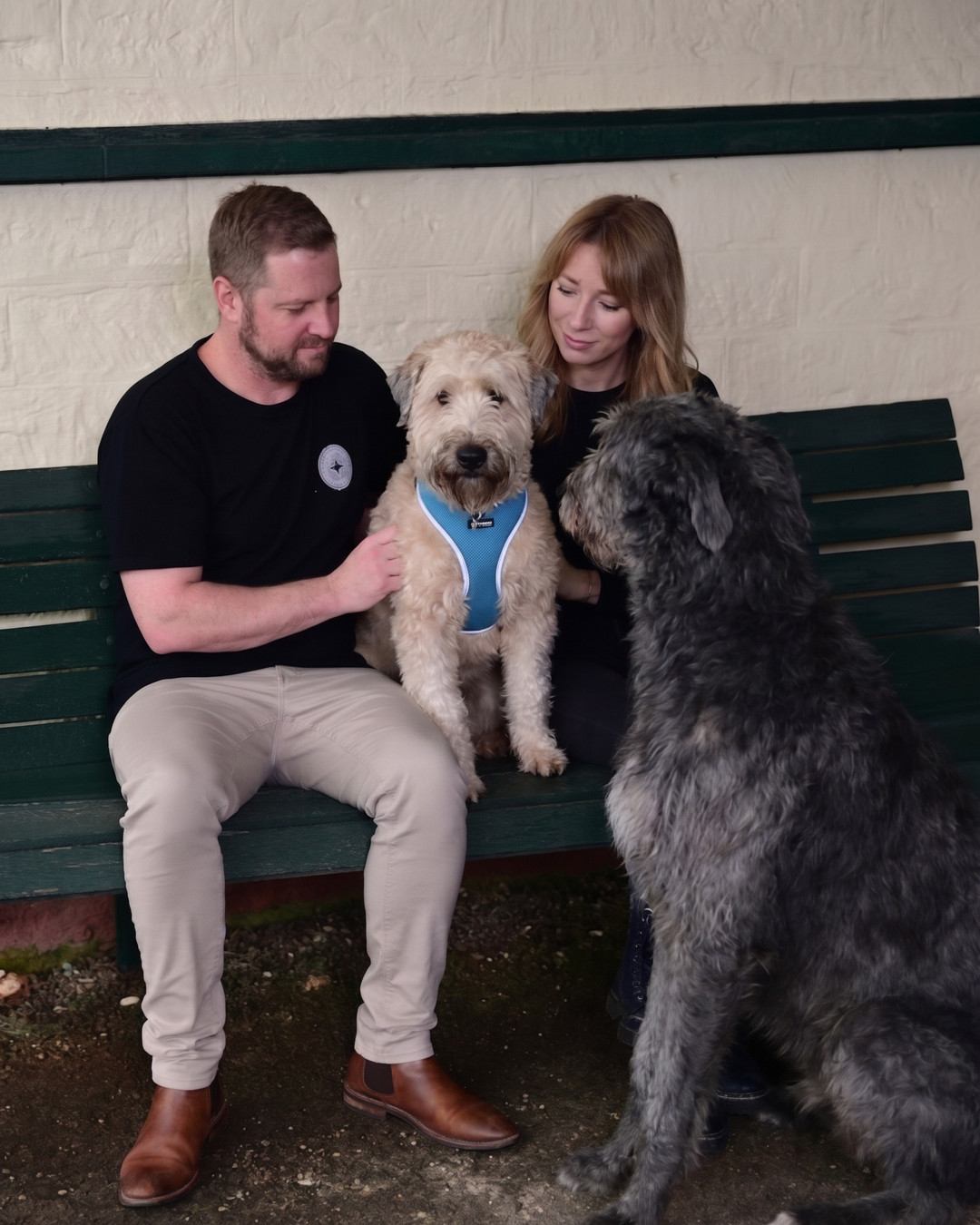 Can you believe Douglas is already one? Our not so small Scottish Deerhound is celebrating his first birthday today. Even though he treats everything like a chew toy, we would not change a single thing about him. Wish him a happy birthday below. 🎂🐶 #BirthdayBoy #ScottishDeerhound #GentleGiant #DogBirthday #Distillerydog