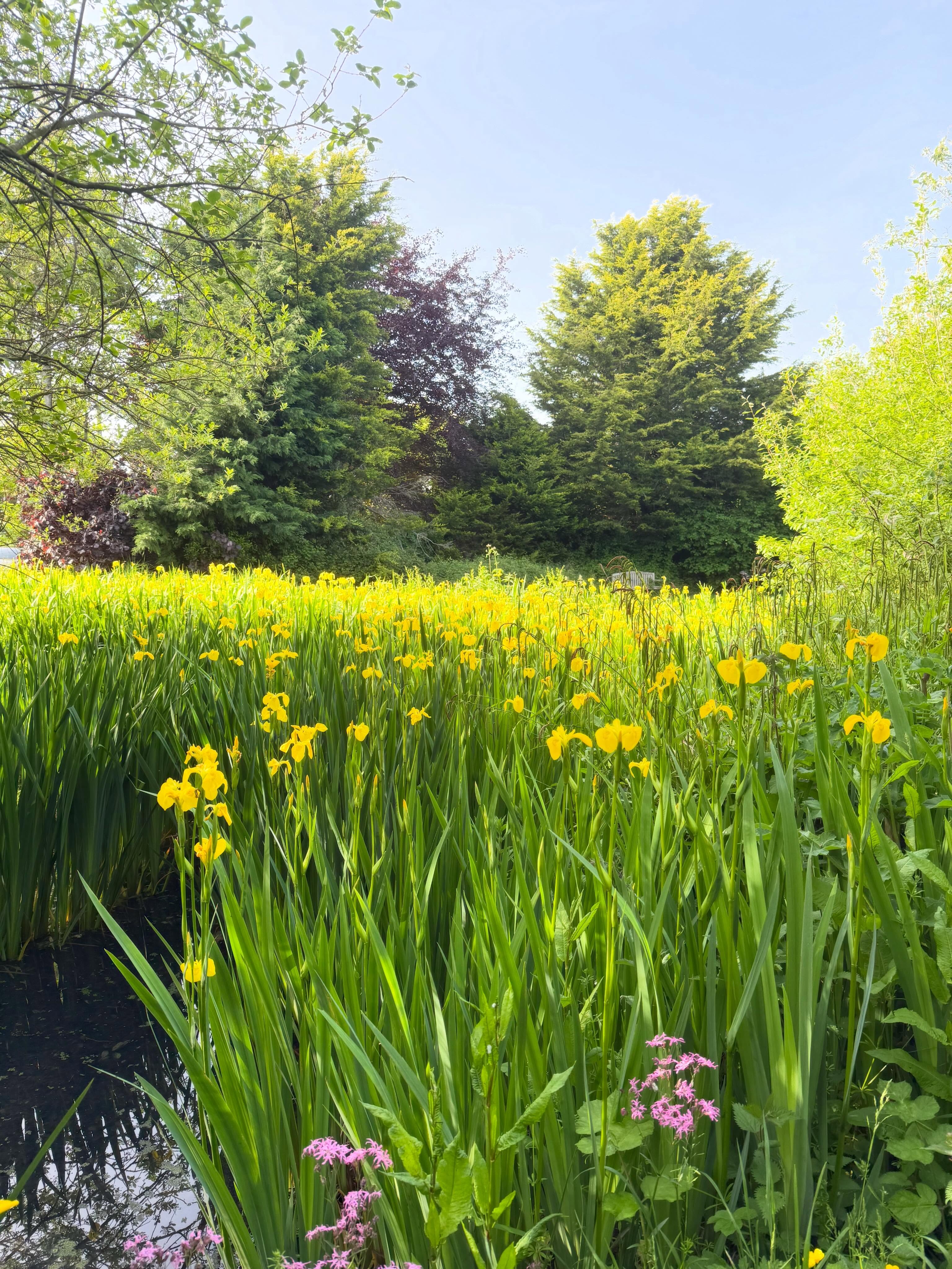 This has been the best Bank Holiday I’ve had in such a long time.
No rushing around, spending quality time with G and the hounds, painting, doing house things that have needed doing for such a long time, laughing, and taking some time to admire the trees and the thousands of iris in the garden.
And thinking.
Quiet thought under blue skies is so underrated 😊
❤️
#bankholiday #mondaymood #inthemoment #inthegarden