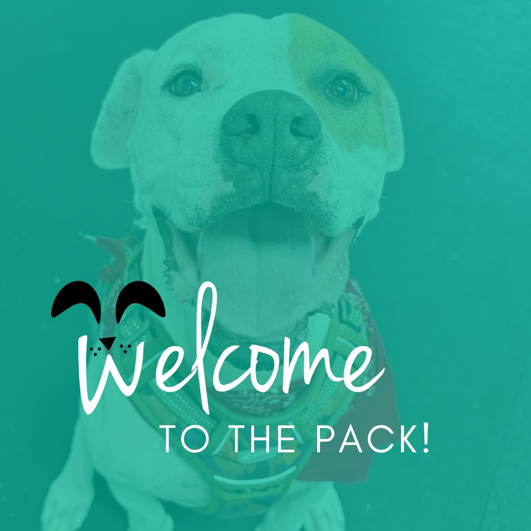 Welcome to Woof Works š¾
A big welcome to all of our newest dogs joining us for training! Weāre excited to work with each of you and help build stronger skills, better communication, and happier lives with your people.
Say hello to:
š¶ Taz
š¶ Tatum
š¶ Nico
š¶ Ziti
š¶ Scooter
š¶ Teddy
š¶ Sally
š¶ Roo
š¶ Razi
š¶ Ralph
š¶ Annie Winnie
š¶ Vito
š¶ Tony
š¶ Spritz
š¶ Nuka
š¶ Nella
š¶ Tug
Every dog starts somewhere, and weāre excited to be part of that journey š¾
dog training maine ⢠new dog training journey ⢠puppy training york me ⢠dog behavior support ⢠building better house pets ⢠southern maine dog trainer #WoofWorksTraining #SouthernMaineDogs