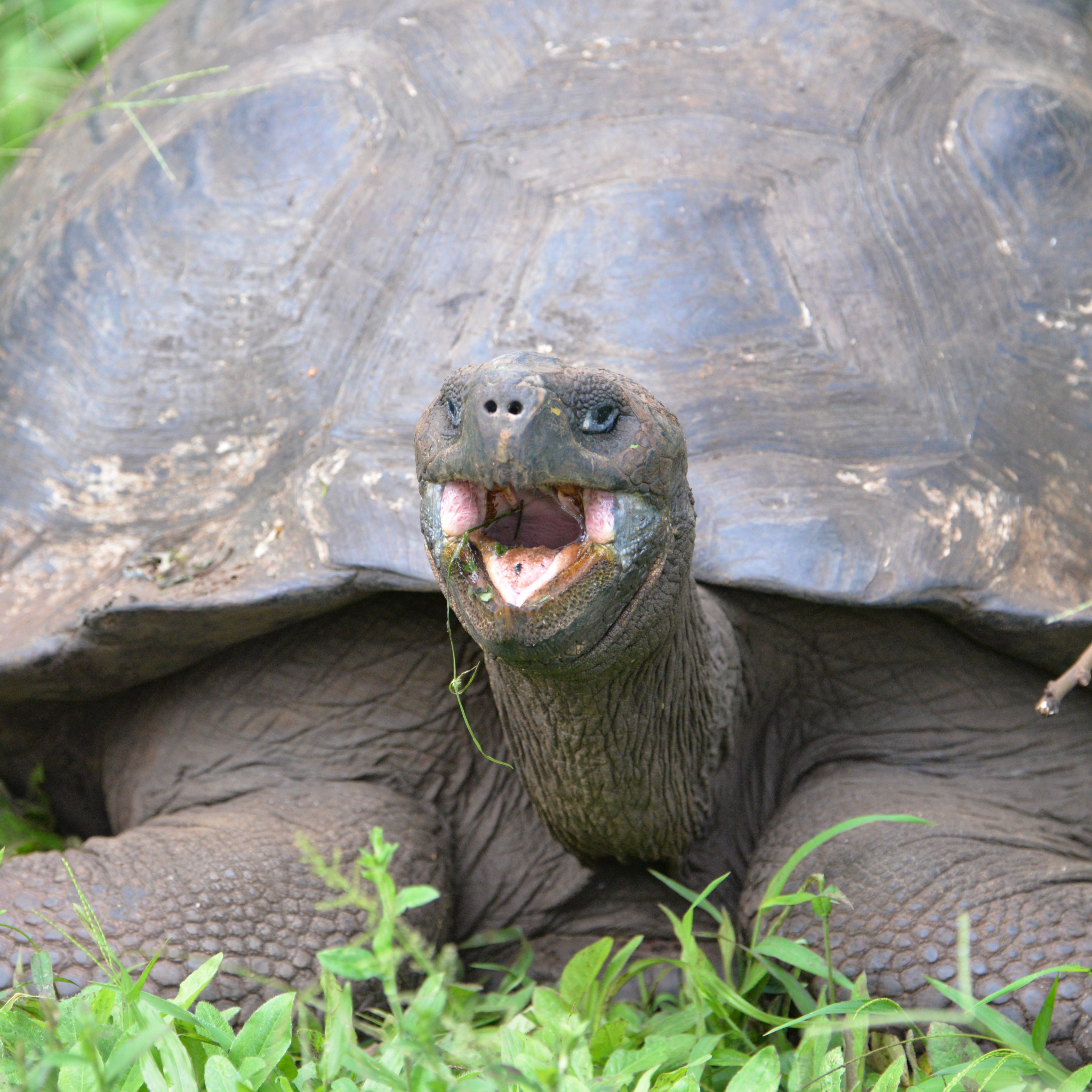 What an incredible adventure at the giant #tortoise ranch. Lots of tortoises, including an attempted #mating, all in a habitat rich with diverse #bird life, including Darwin finches. Fantastic to see both iconic species together. We followed our hike through the tortoises with a visit to a #lava tube. We encountered a #Galápagos traffic jam when a tortoise walked down the road and forced a bus to get out of its way. By the end of the morning the students were already tired but they still had lecture in the afternoon. This is, after all, a course; it’s not all fun and tortoises! @fauecos @fauscience @parquegalapagos @abigail.scigliano @allietrost @brileigh_rayl @sofia_jans @birdwitdaravioli @anneliesel06 @eba1yn @jo.lamaison