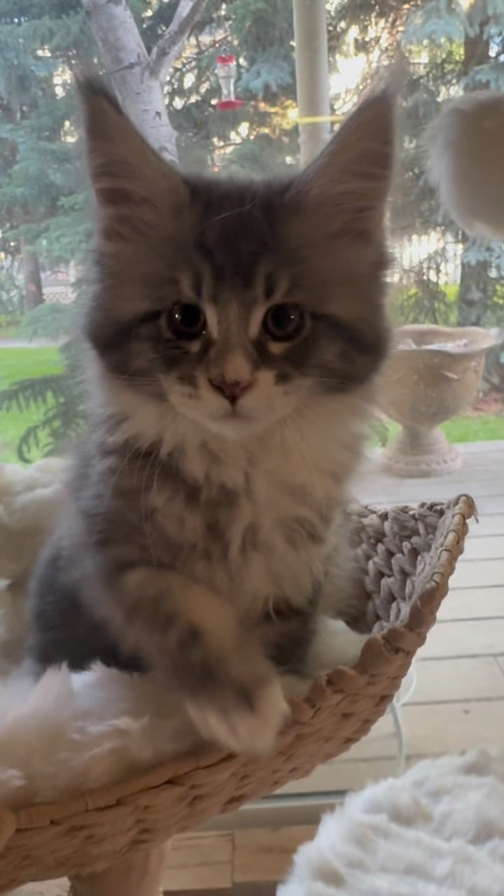 #mainecoonsofinstagram #mainecoonlovers #mainecoonlife #aspenmainecoons #mainecooncatlovers
