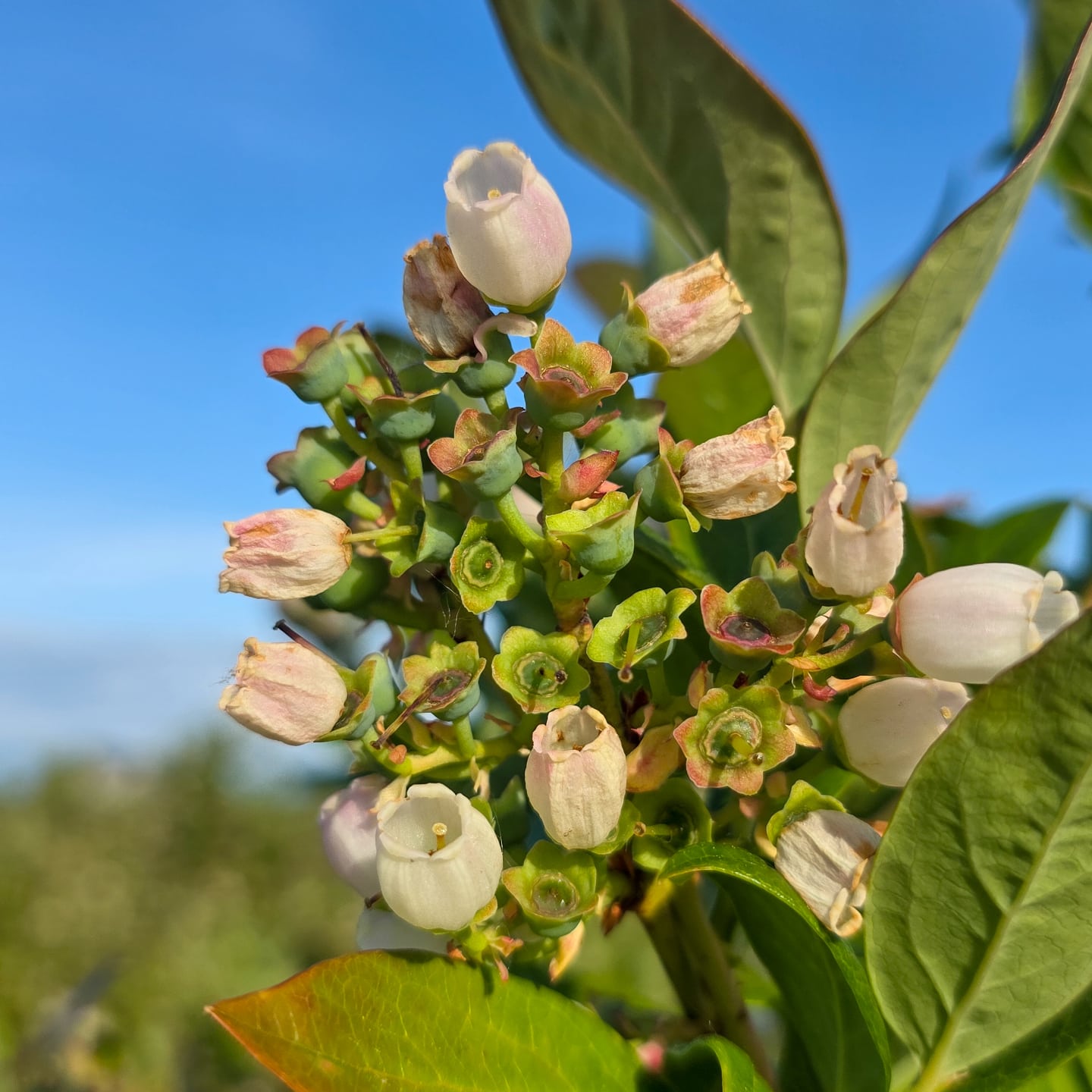 Bloom to Berry. ๐ธ โก๏ธ ๐ซ
.
โThe flowers are officially on the way out, and the bushes are officially loaded with these little green promises. Summer is on the way!
.
.
.
#Outdoors #FarmLife #Berries #BCAgriculture #Canada