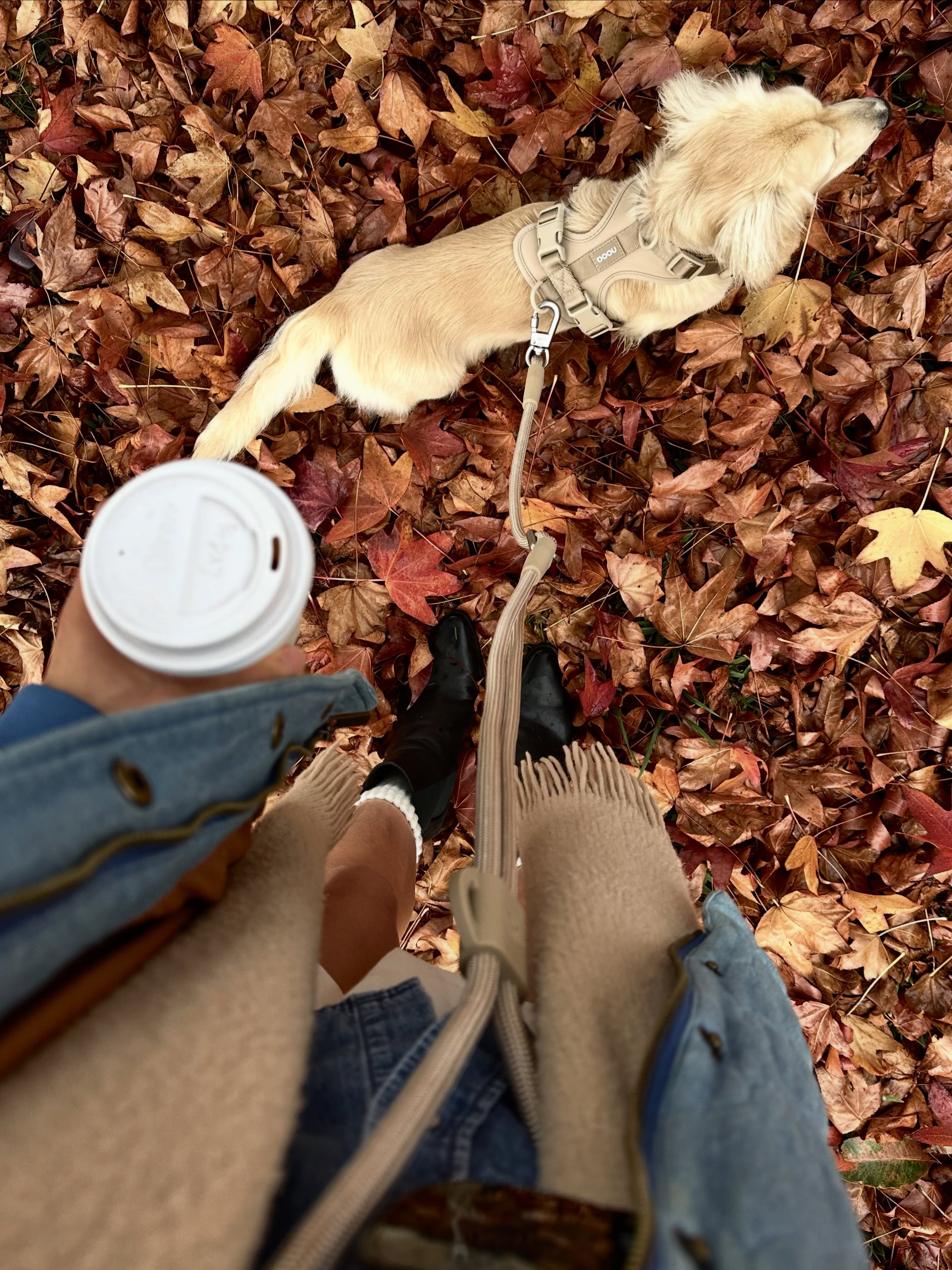 Coffee dates, crunchy leaves & your pup by your side 🤎🍂
The little moments always feel better hands-free ✨
Featuring our neutral-toned walk essentials made for cosy autumn strolls ☕️🐾
#nooa #nooadogs #handsfreeleash #dogwalking #dogsofaustralia