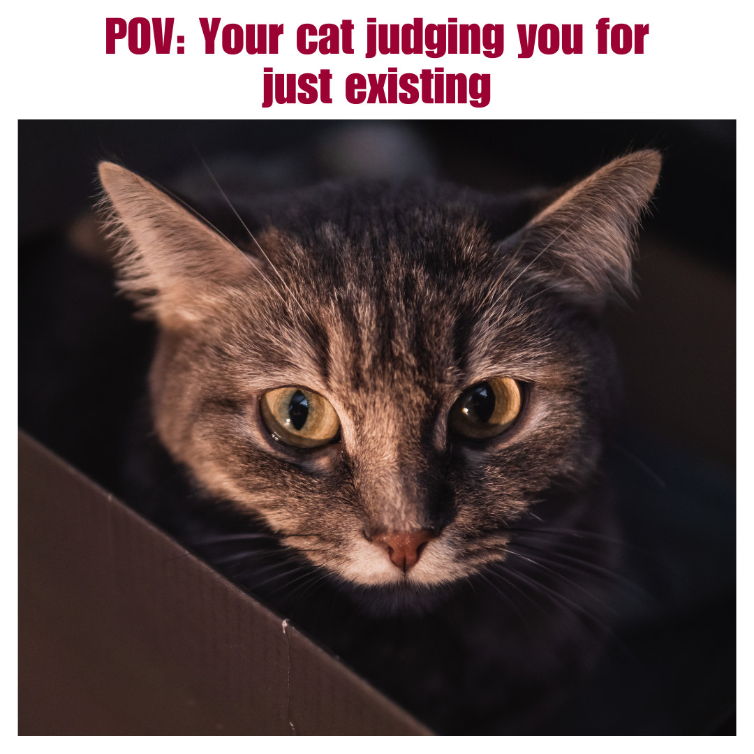 They’ve seen your life choices… and they’re not impressed 😼
But you’re still their favorite human (probably).
Drop a 😹 if your cat does this daily.